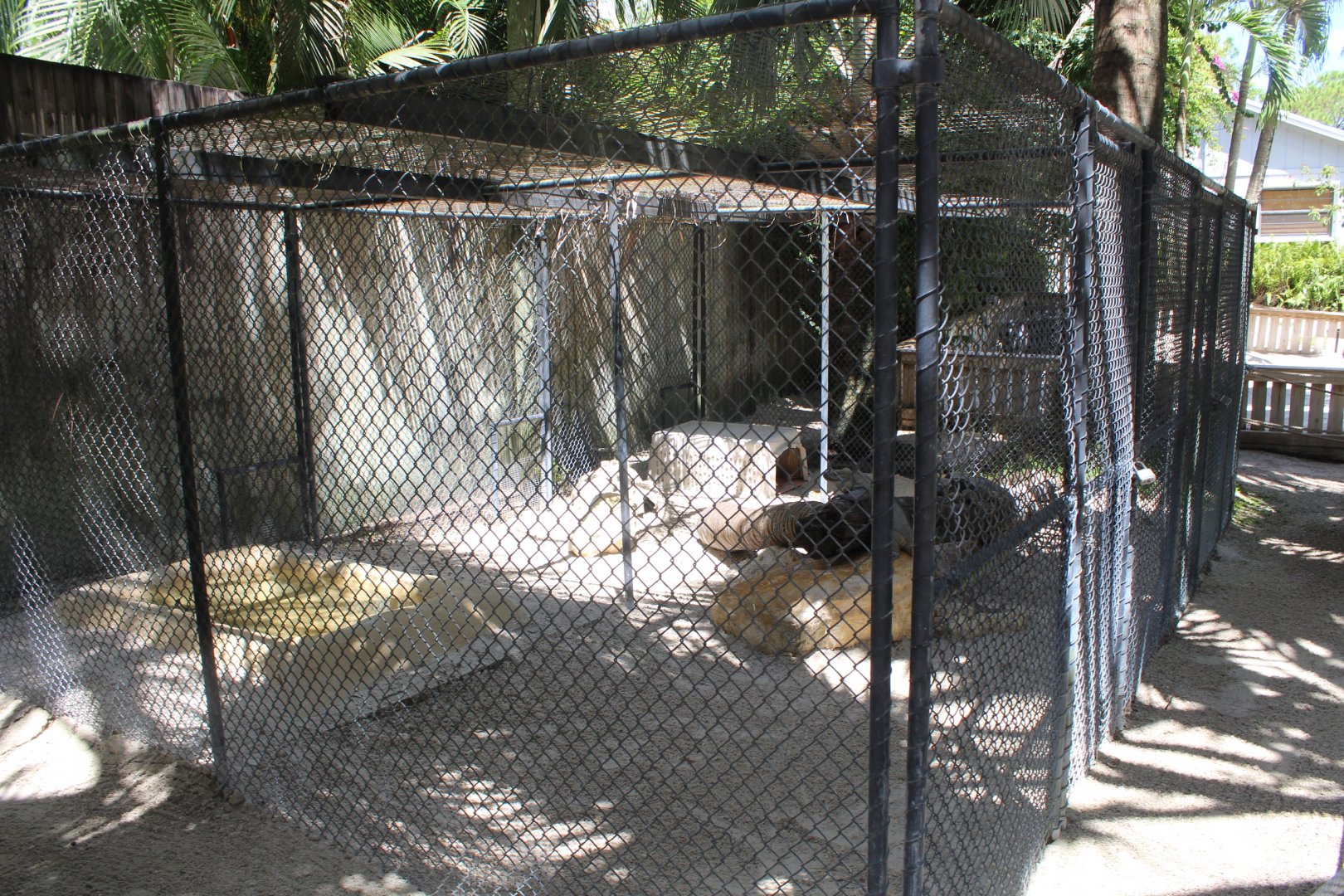 Rhinoceros Iguana Enclosure - Mccarthy Wildlife Sanctuary