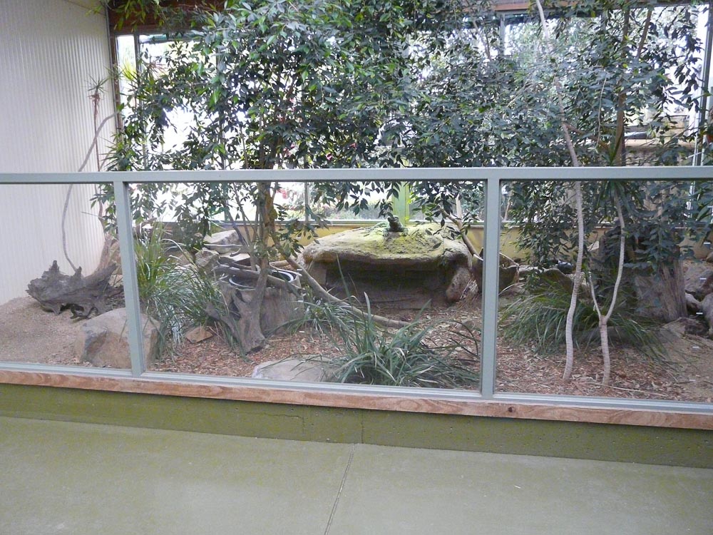 Rhinoceros iguana enclosure