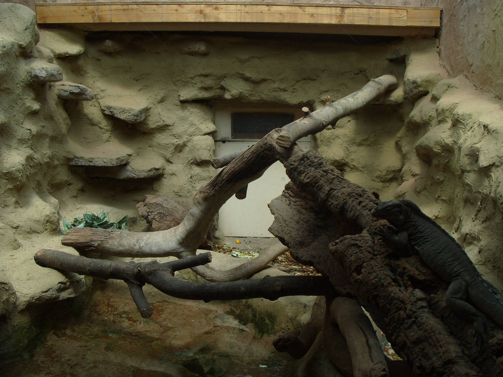 RHINOCEROS IGUANA ENCLOSURE