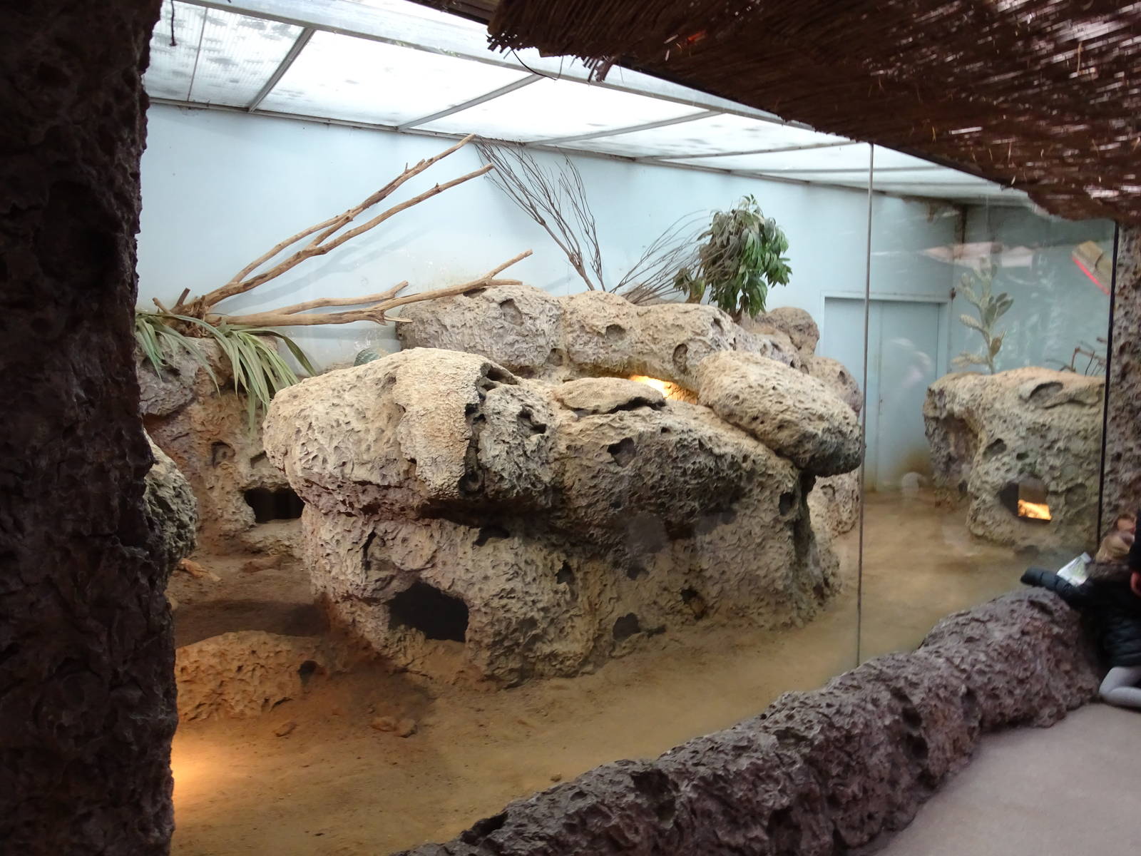 Rhinoceros iguana enclosure