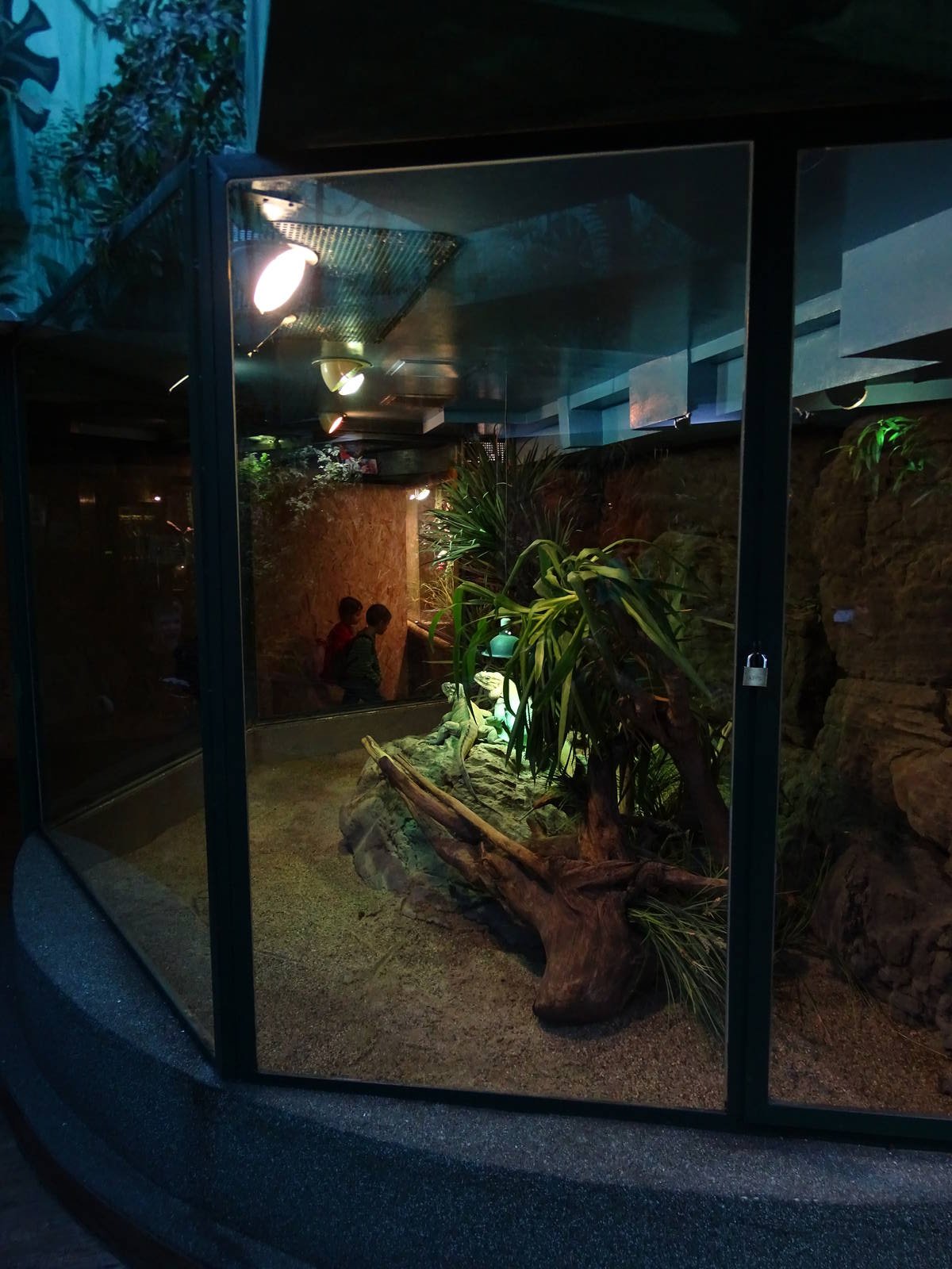 Rhinoceros iguana enclosure