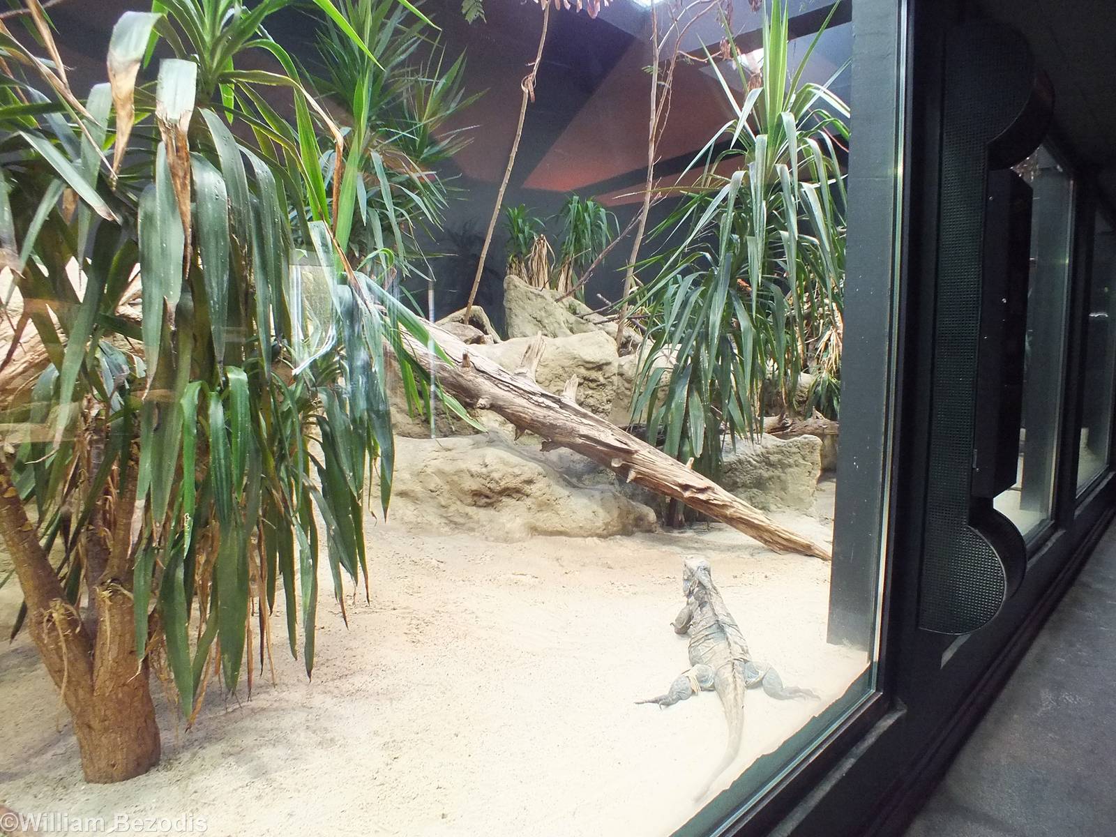 Rhinoceros Iguana enclosure