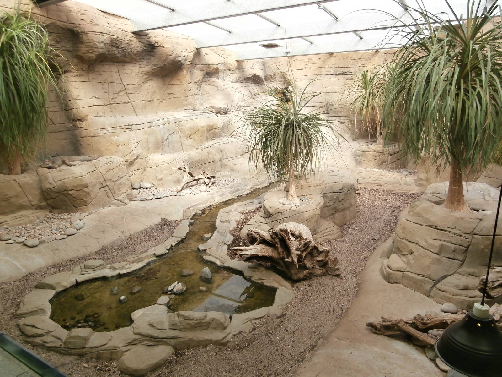 Rhinoceros iguana enclosure