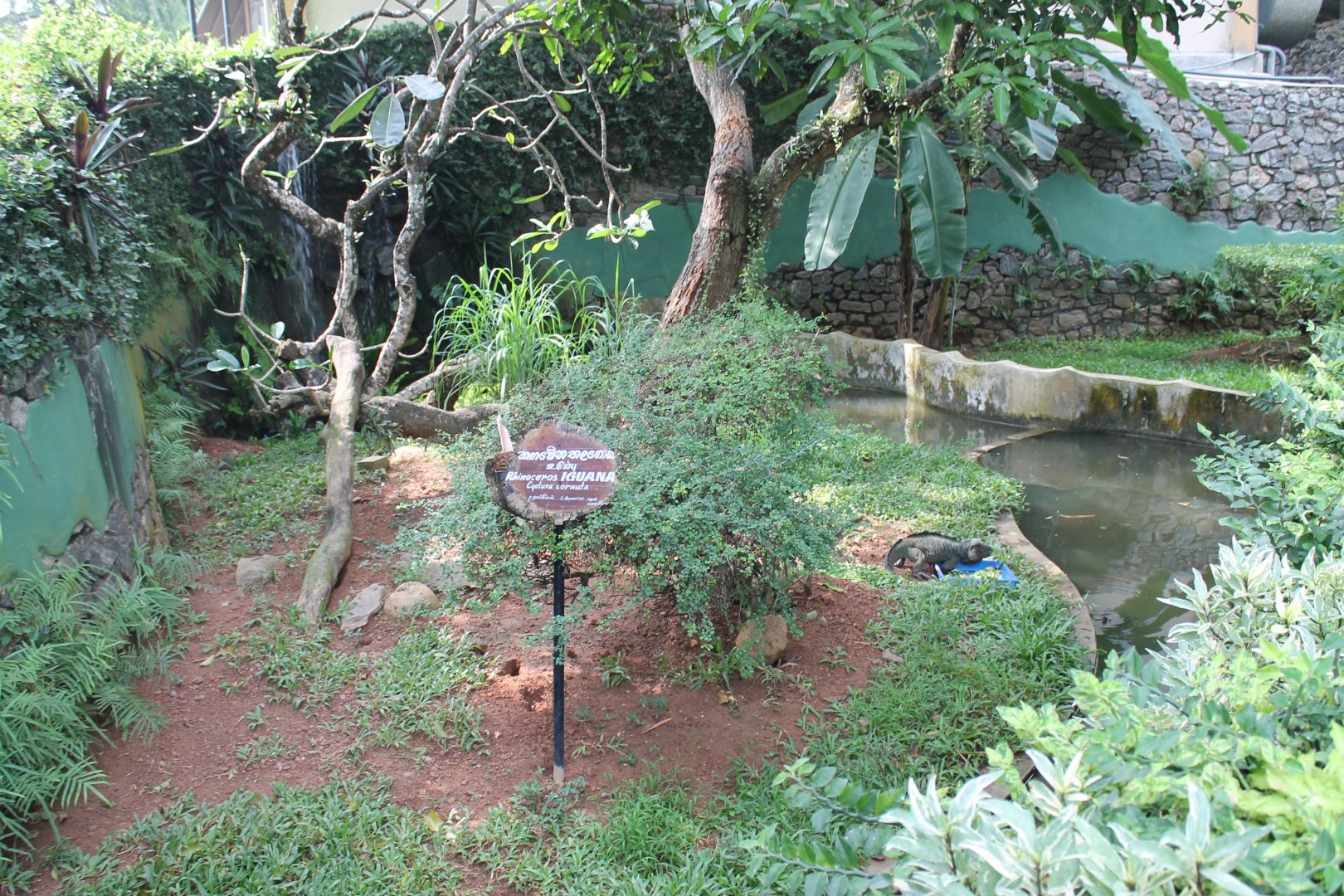 Rhinoceros Iguana enclosure