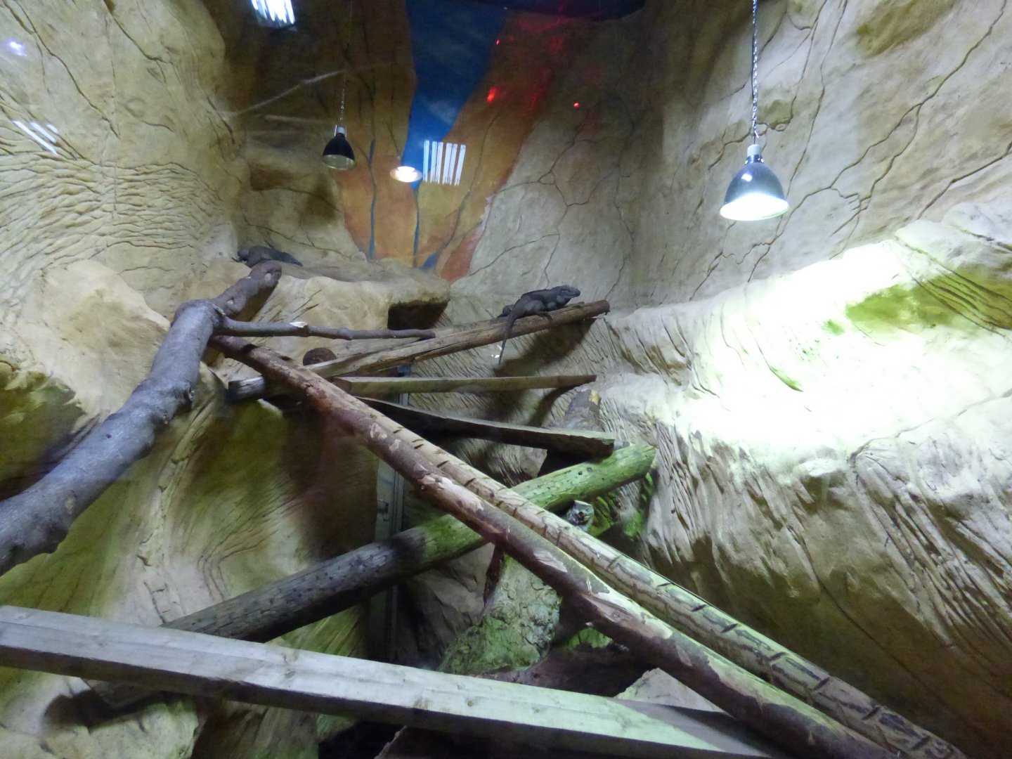 Rhinoceros Iguana Enclosure