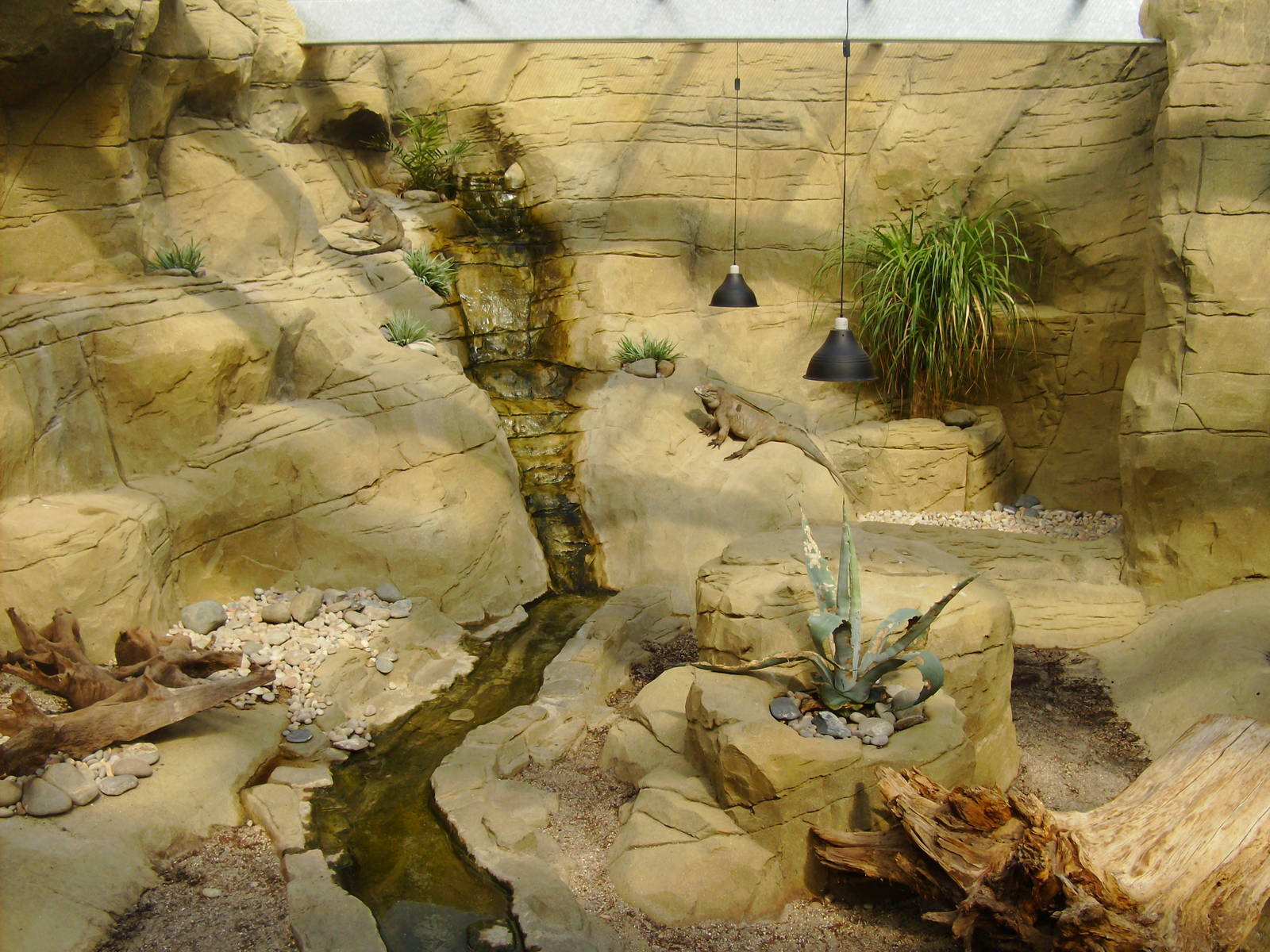Rhinoceros Iguana Enclosure