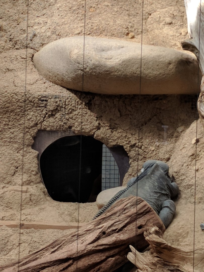 Rhinoceros Iguana Enclosure