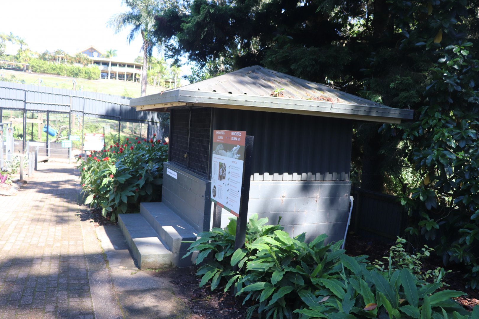Rhinoceros Iguana Enclosure