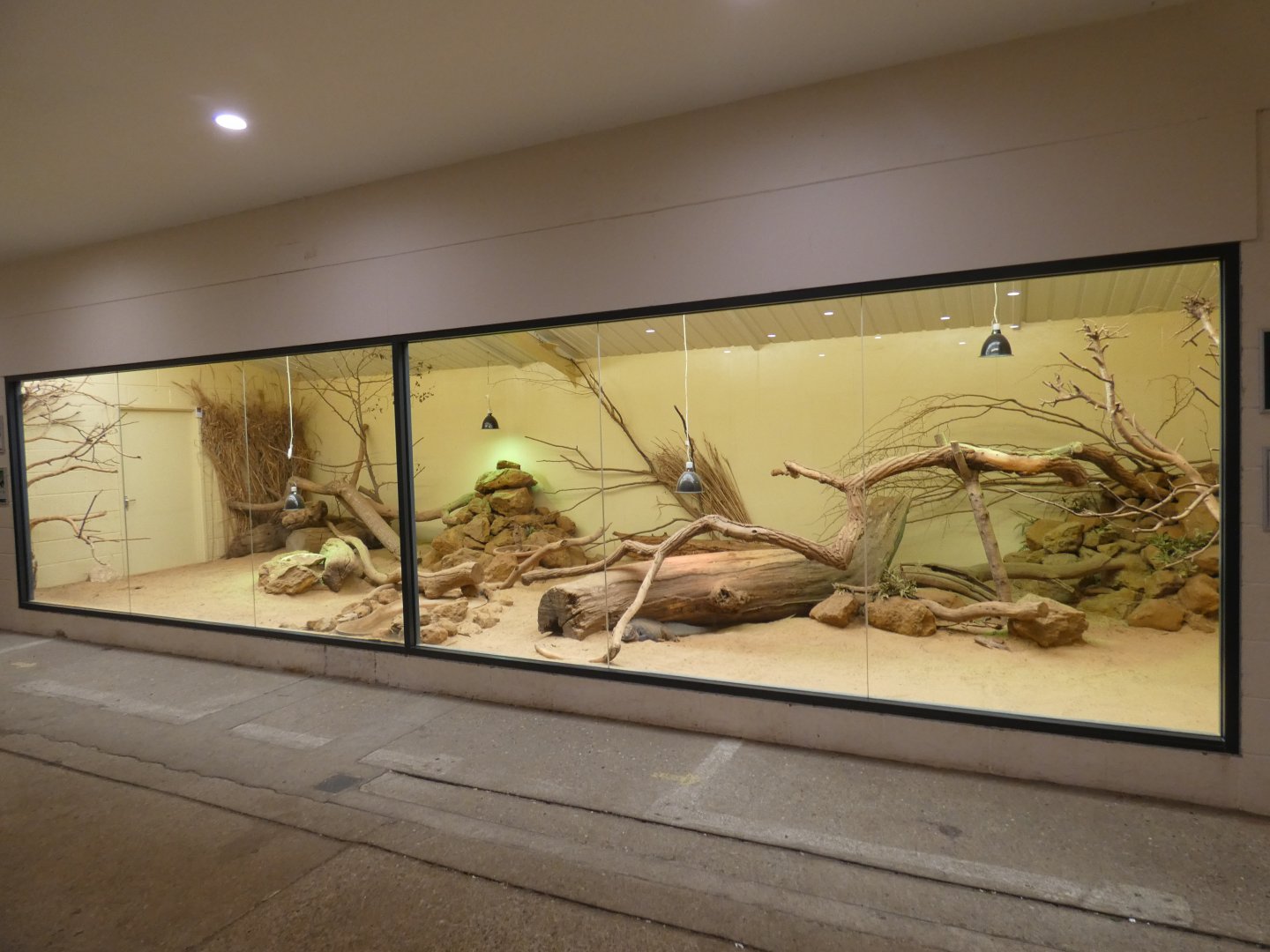 Rhinoceros iguana enclosure