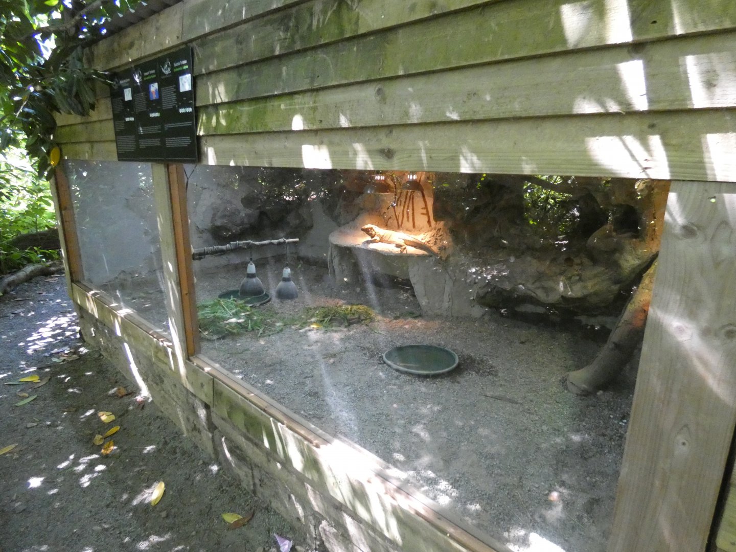 Rhinoceros iguana enclosure