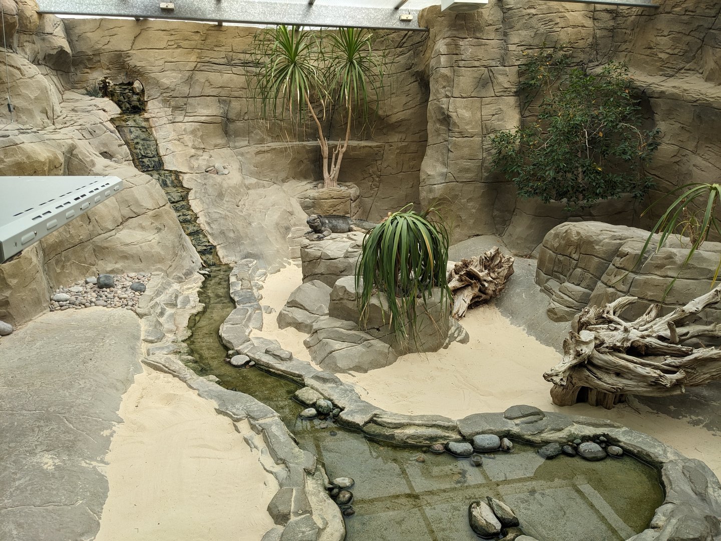 Rhinoceros Iguana Enclosure