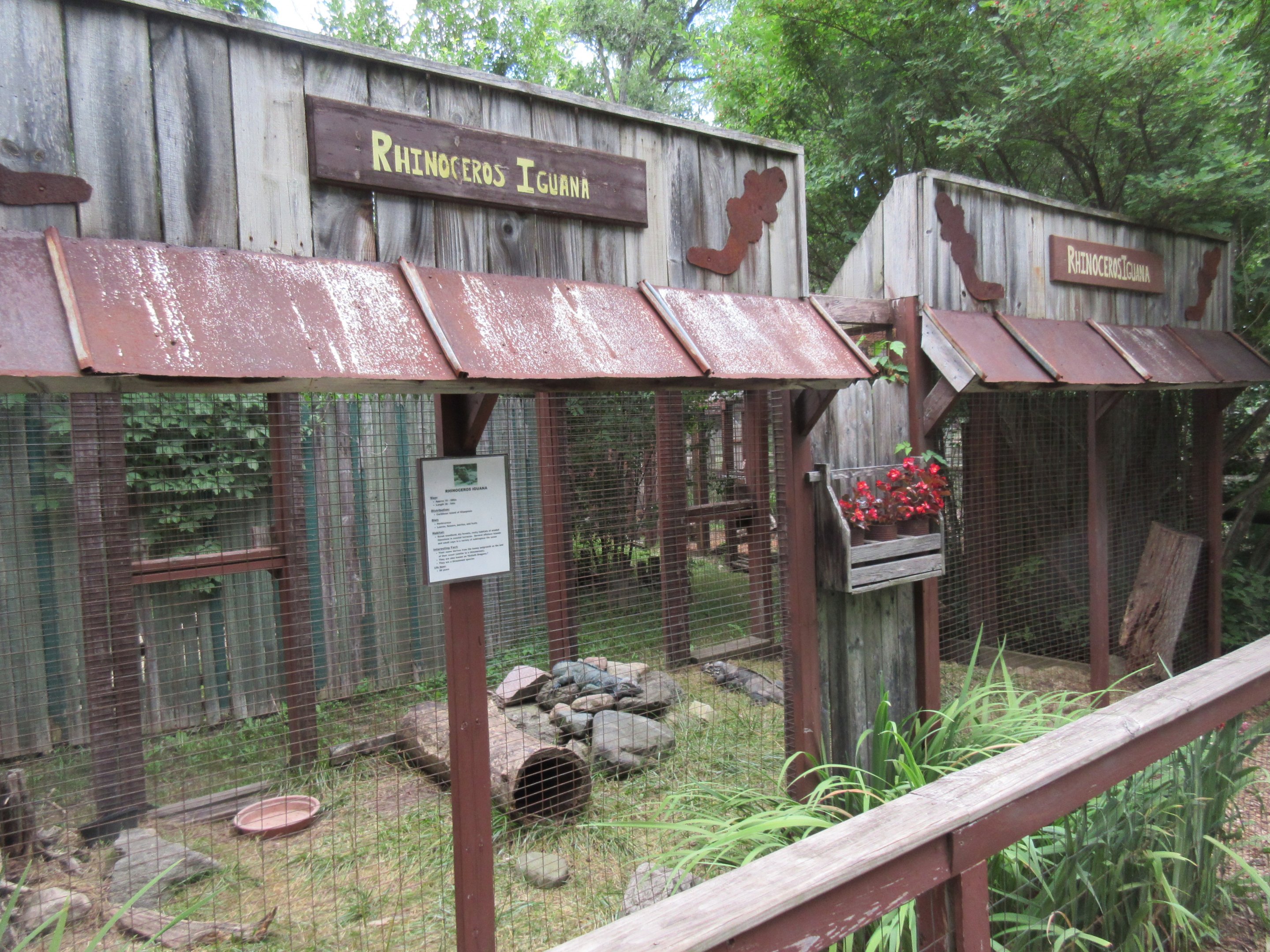 Rhinoceros Iguana Exhibit #1