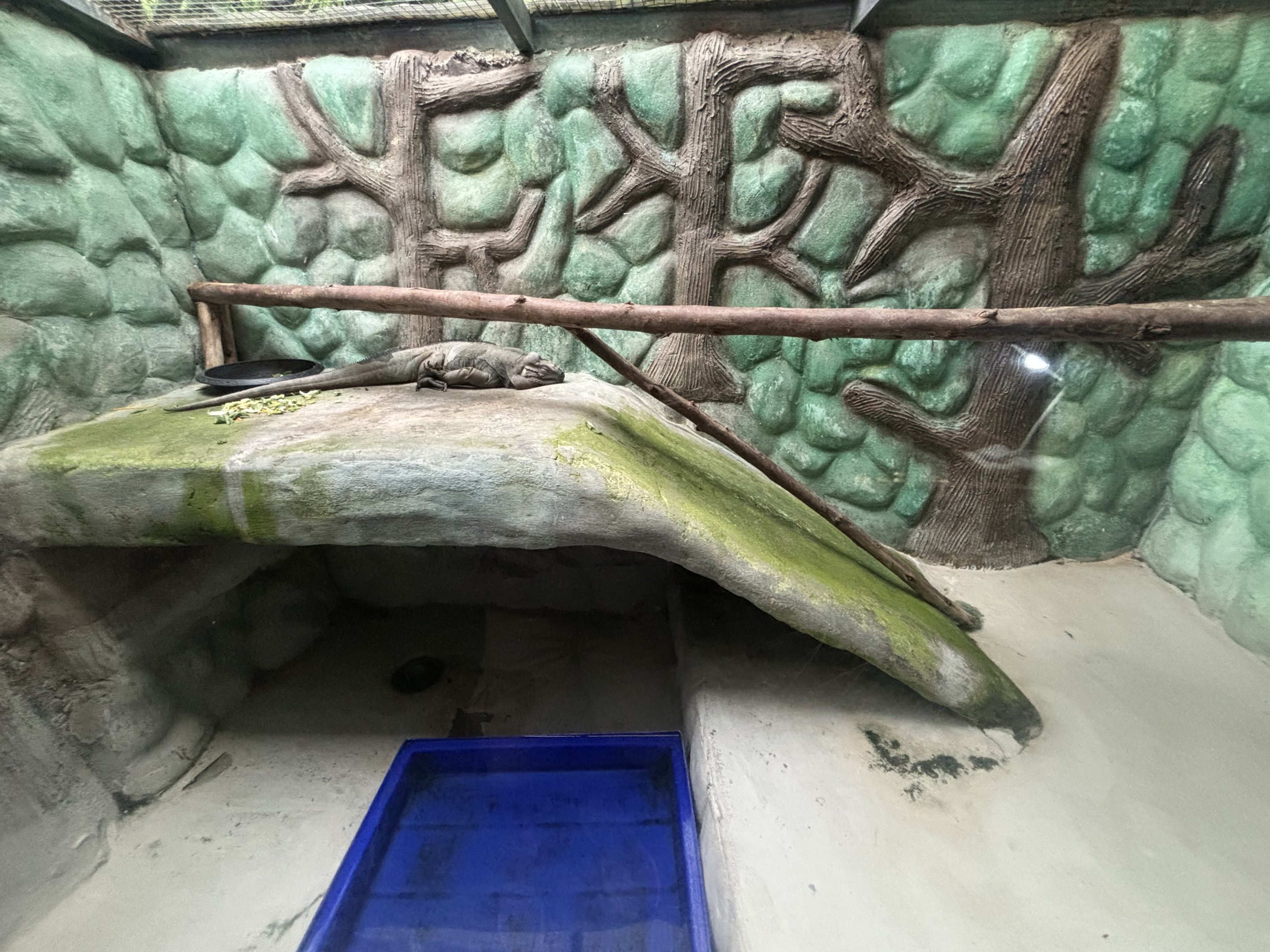 Rhinoceros Iguana Exhibit #1