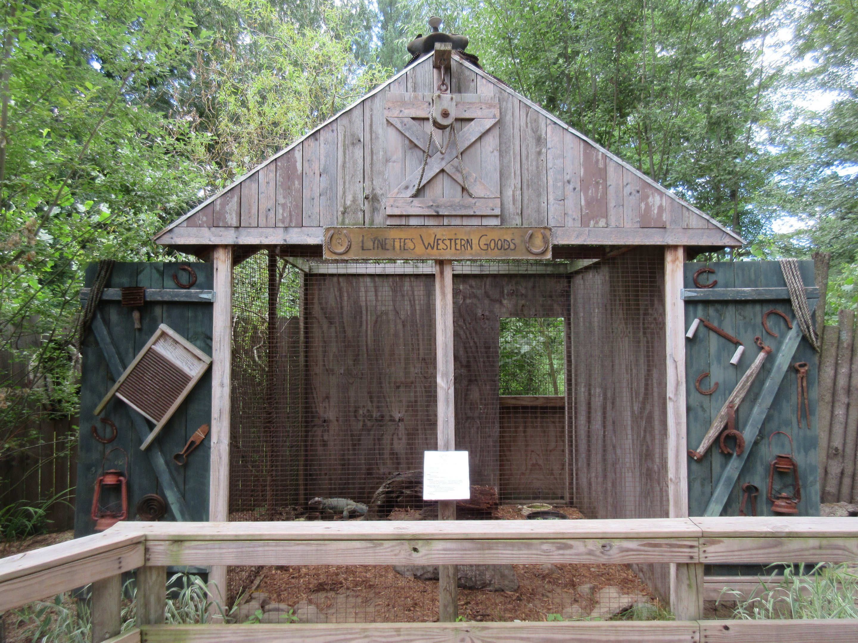 Rhinoceros Iguana Exhibit #2