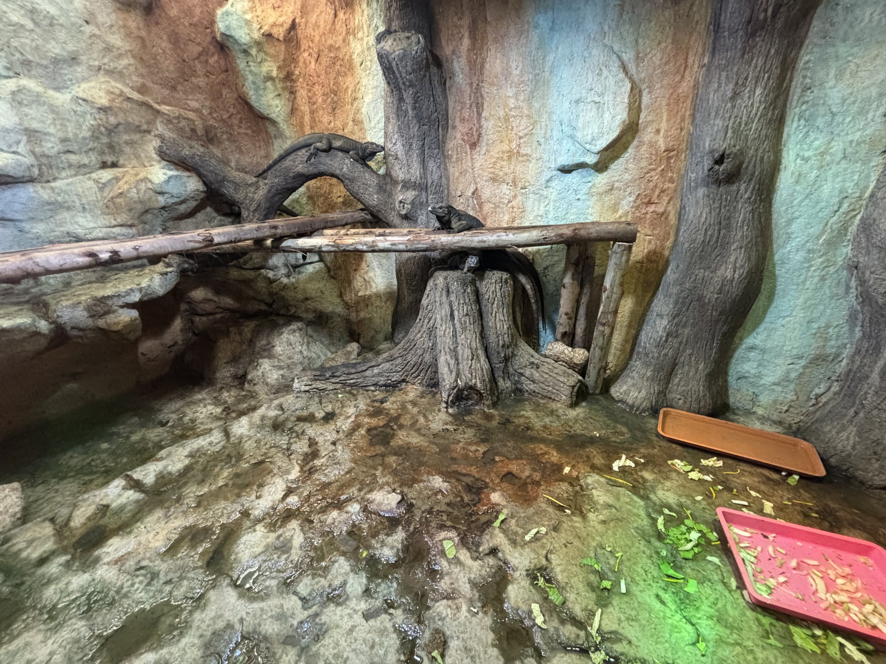 Rhinoceros Iguana Exhibit #2