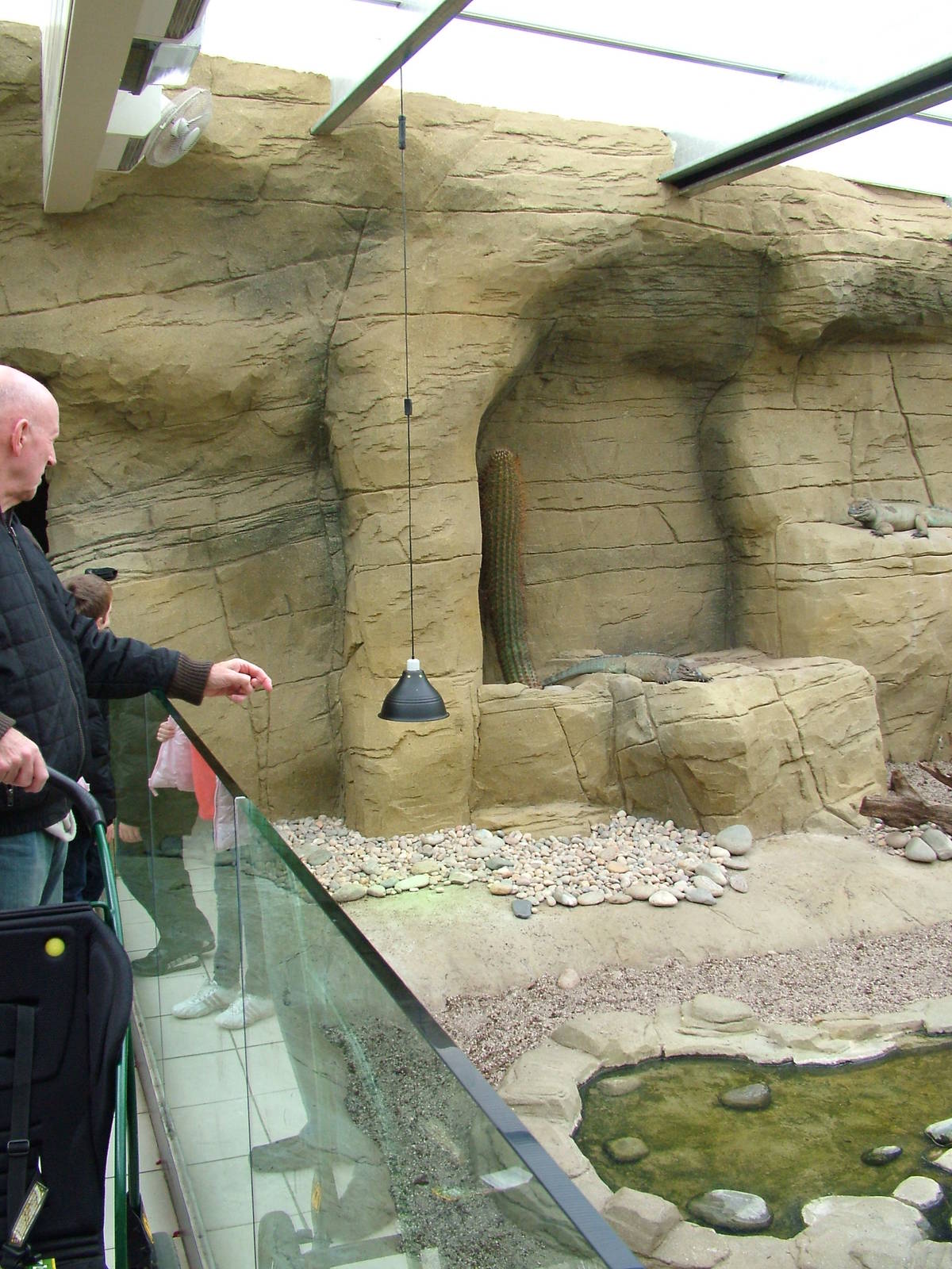 Rhinoceros Iguana exhibit at Colchester 09/05/09