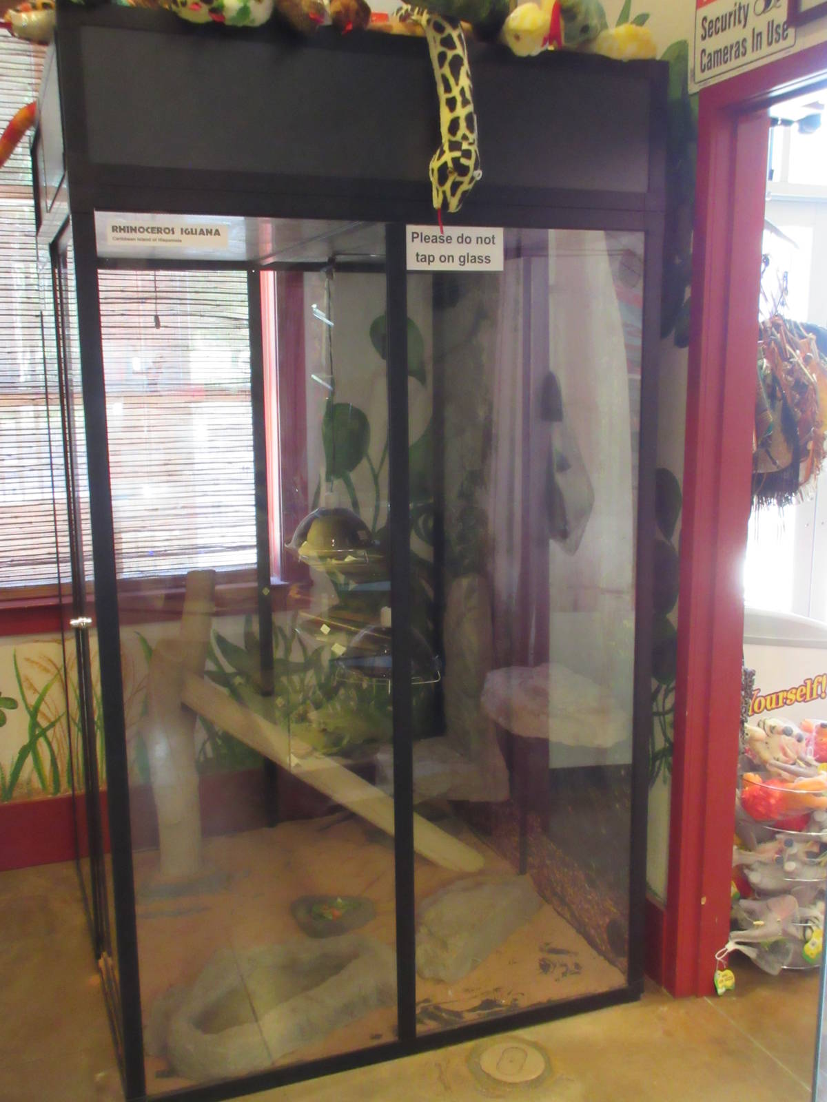 Rhinoceros Iguana Exhibit (in gift shop)