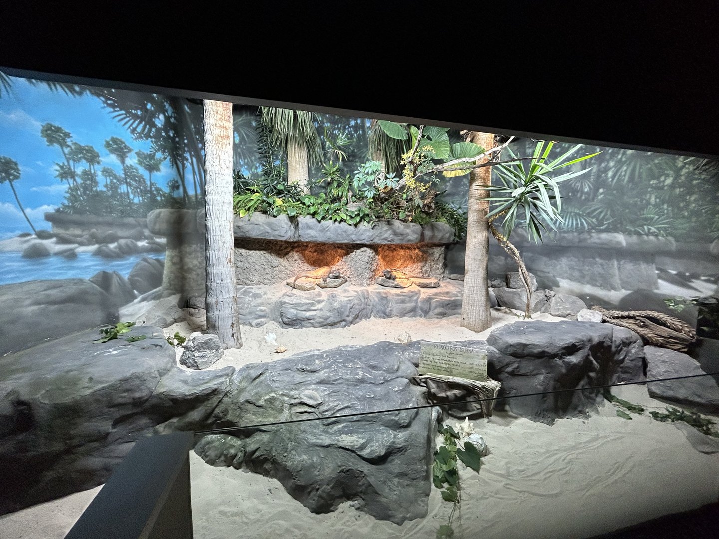 Rhinoceros Iguana Exhibit - Unseen New World