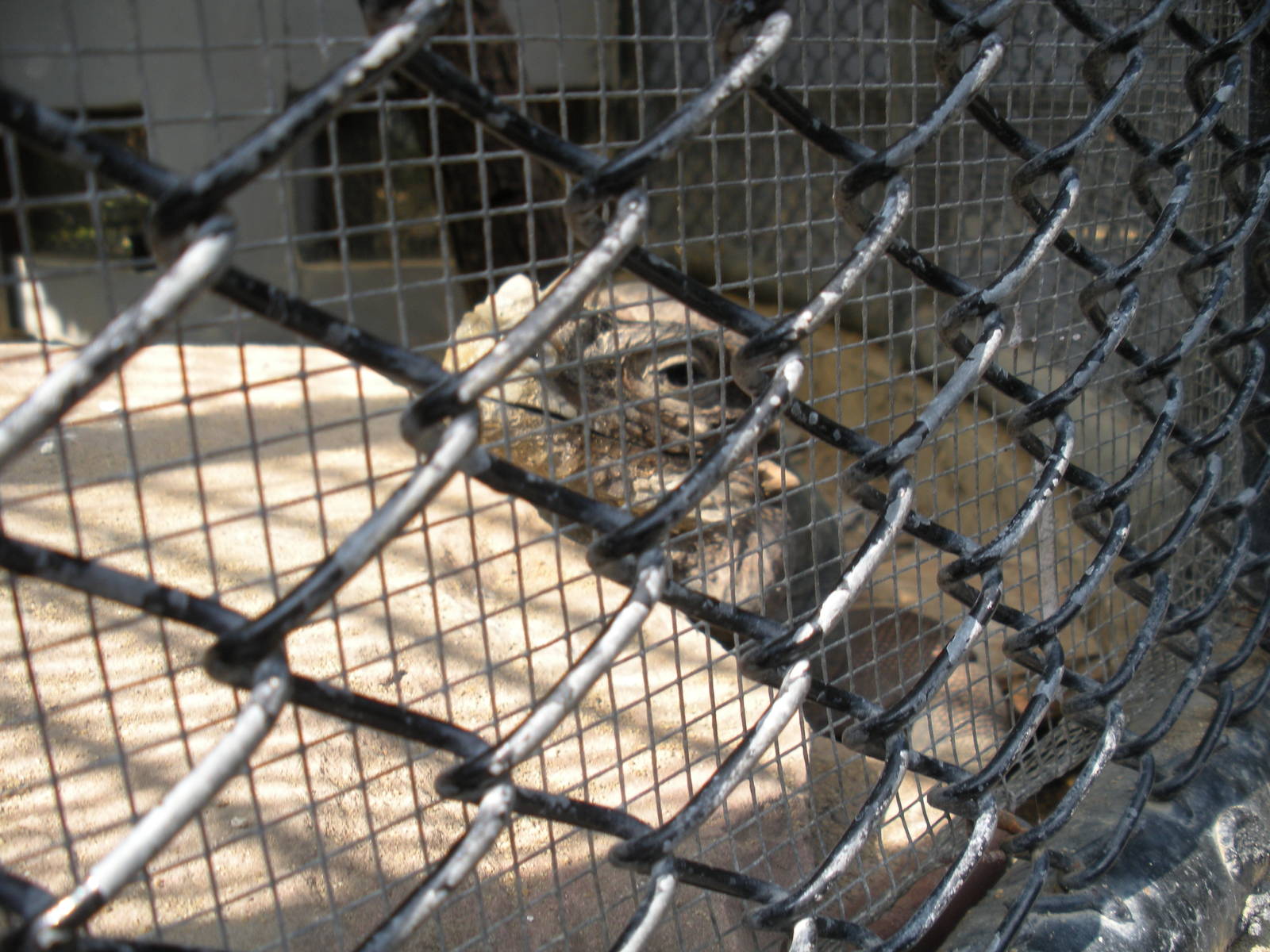 Rhinoceros Iguana Exhibit