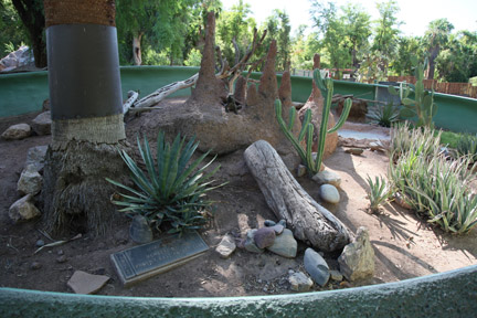 rhinoceros iguana exhibit