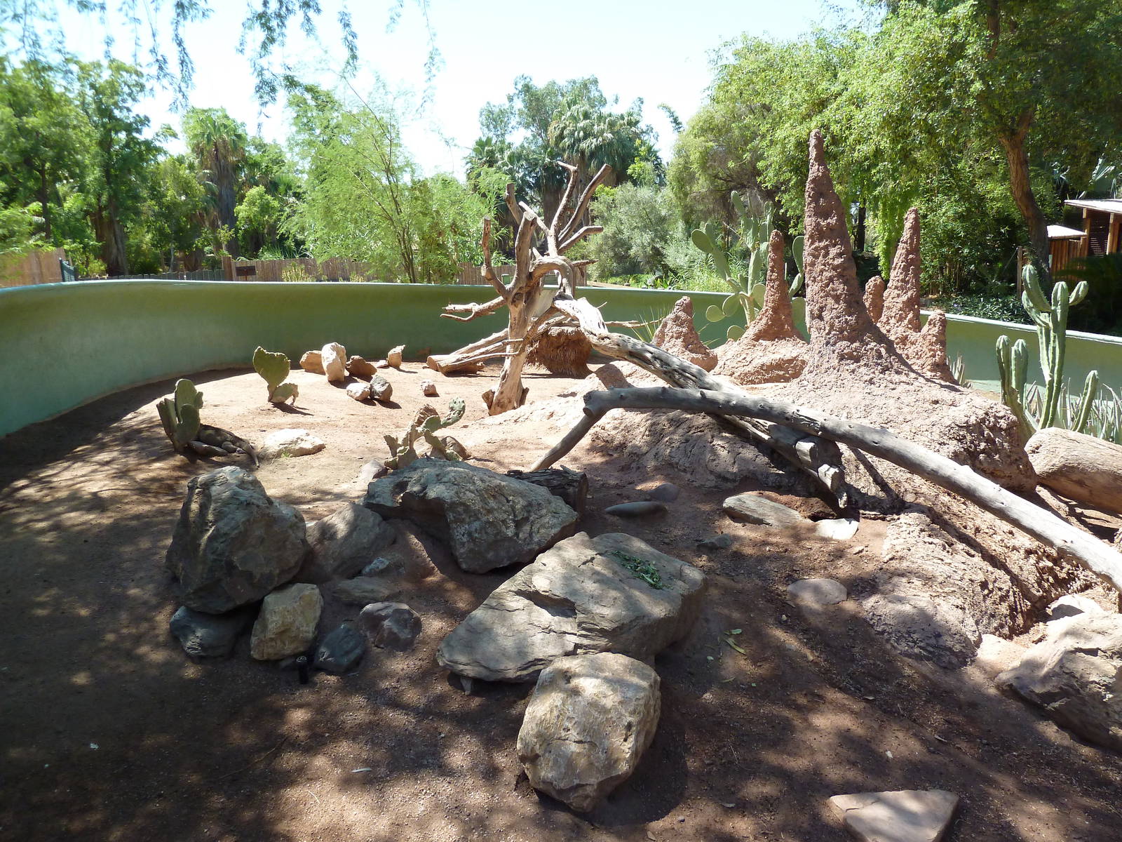 Rhinoceros Iguana Exhibit