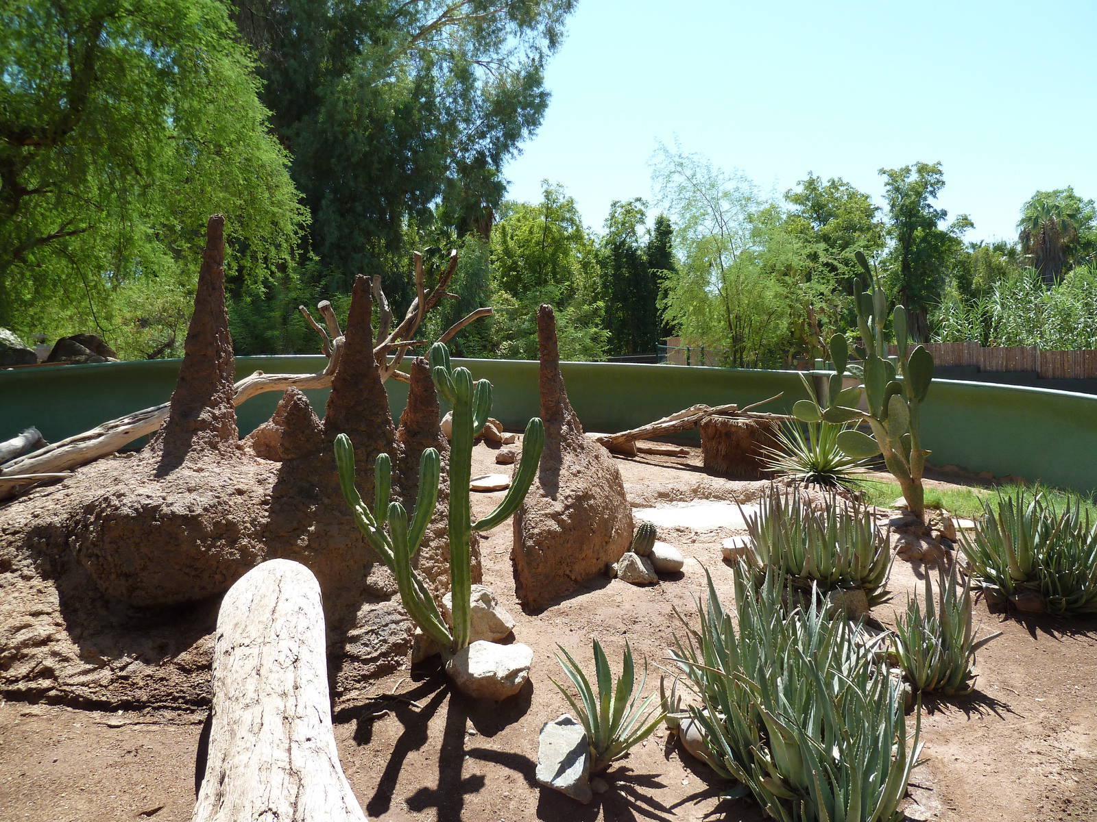 Rhinoceros Iguana Exhibit