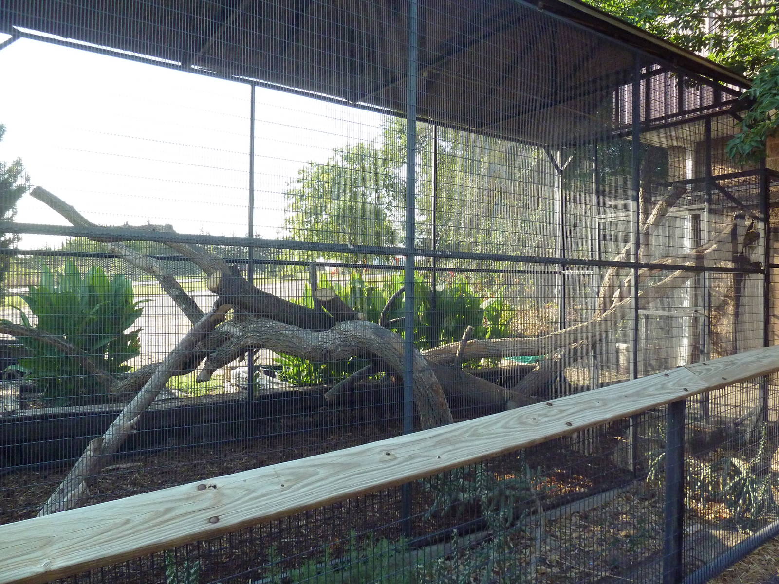 Rhinoceros Iguana Exhibit