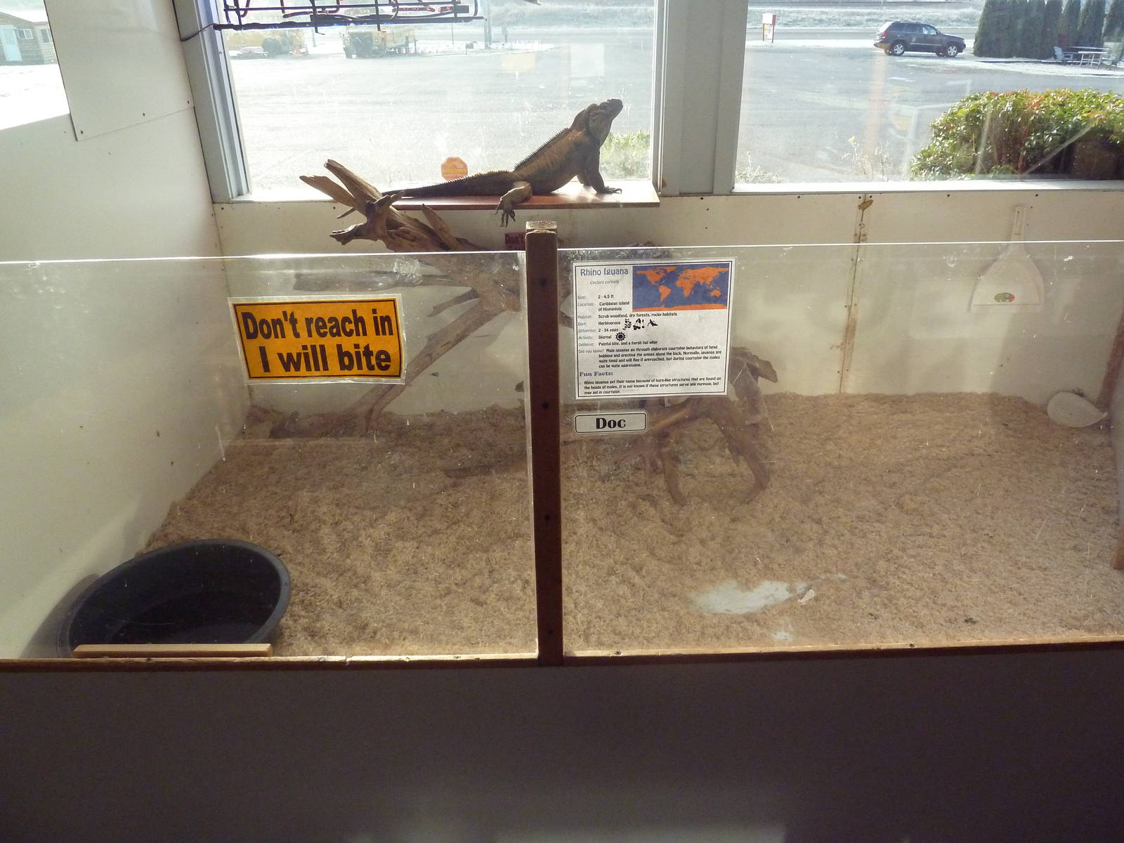 Rhinoceros Iguana Exhibit