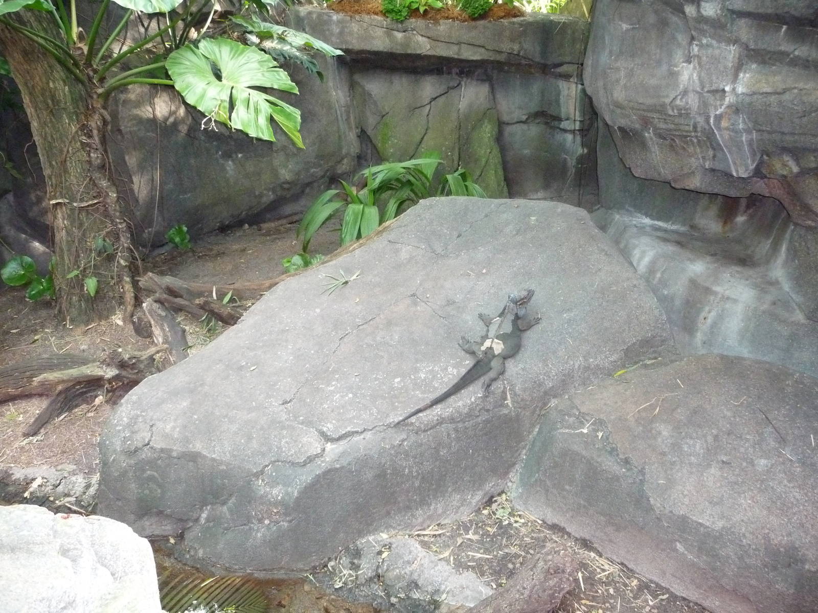 Rhinoceros Iguana Exhibit