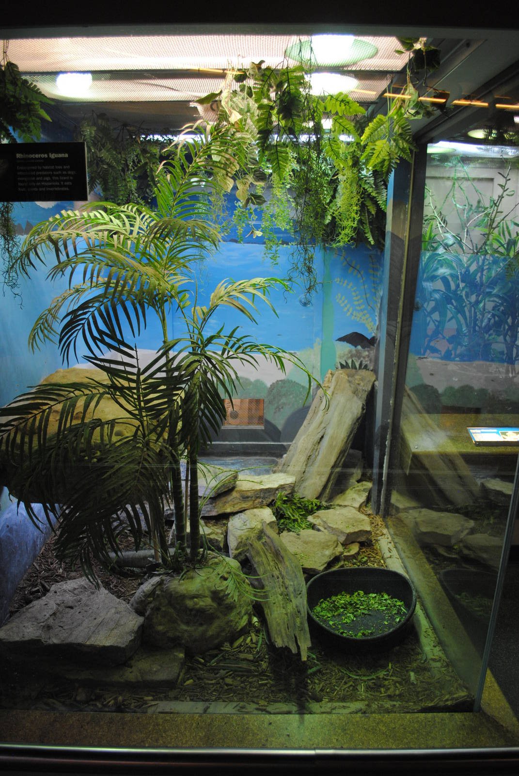 Rhinoceros Iguana exhibit