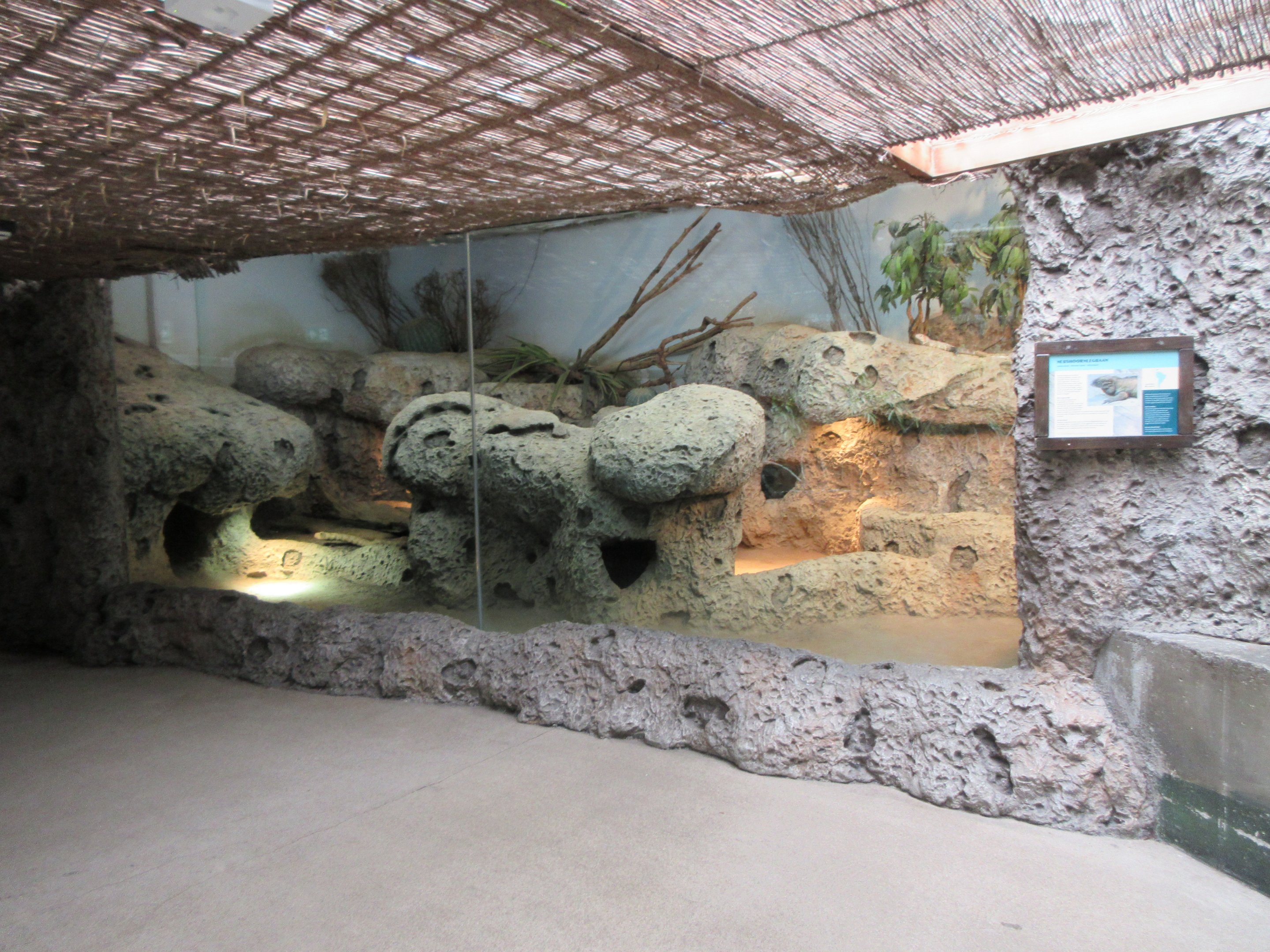 Rhinoceros Iguana Exhibit