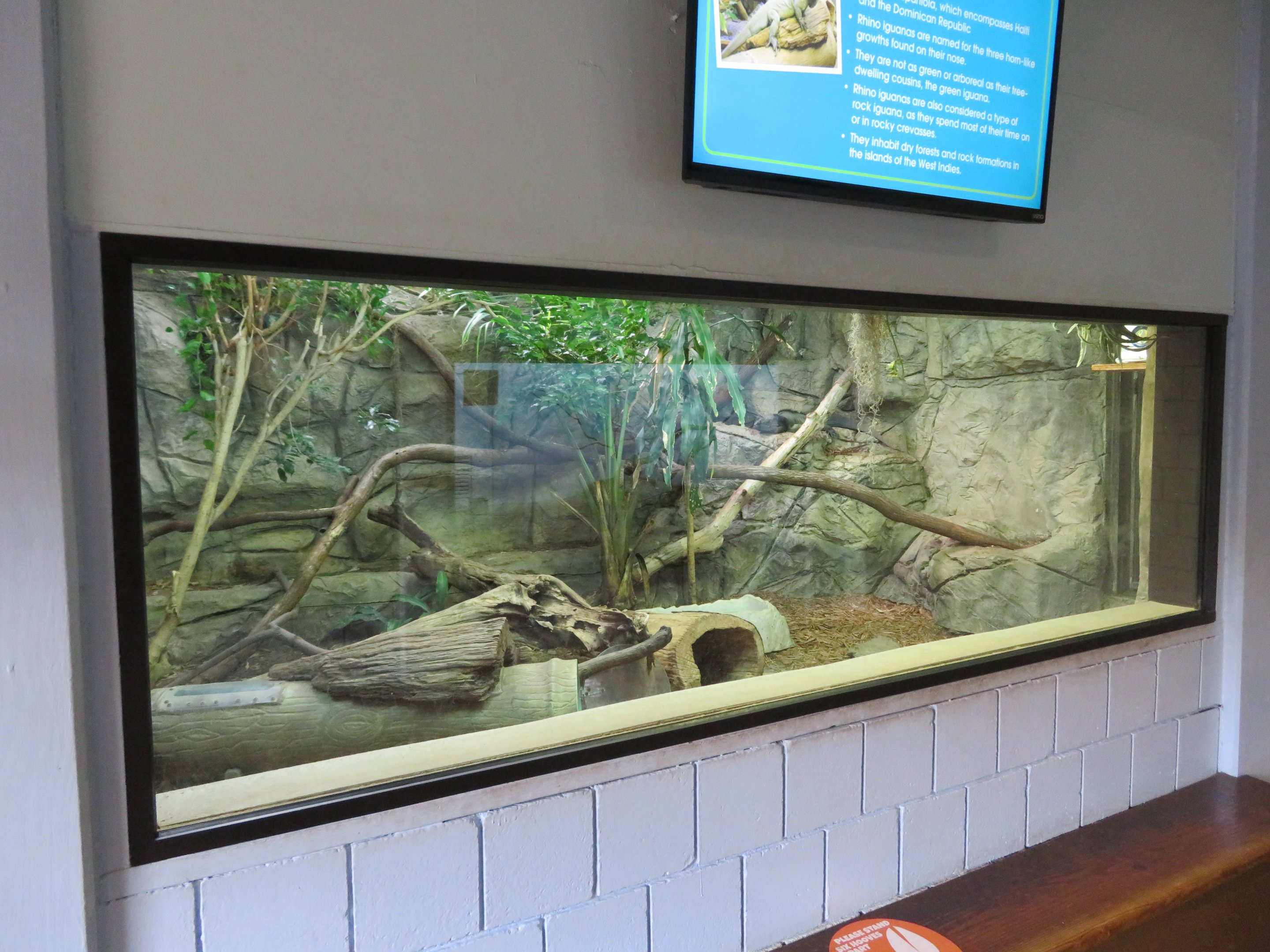 Rhinoceros Iguana Exhibit