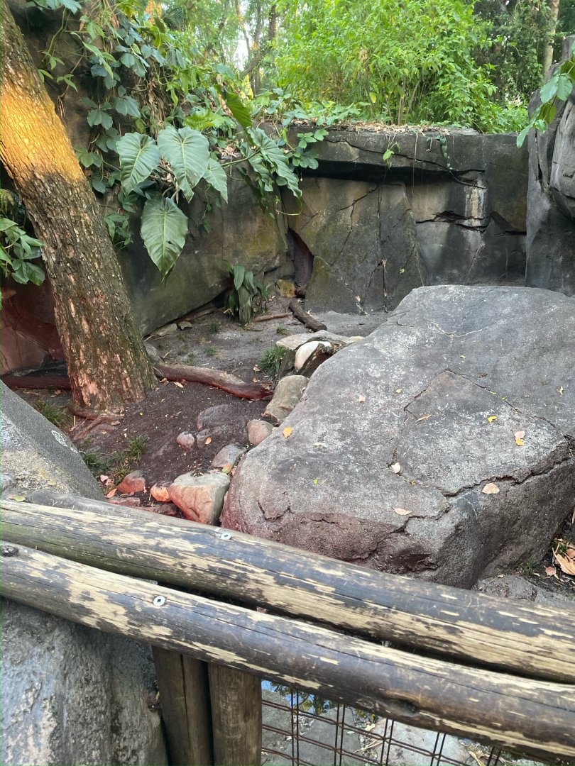 Rhinoceros Iguana Exhibit
