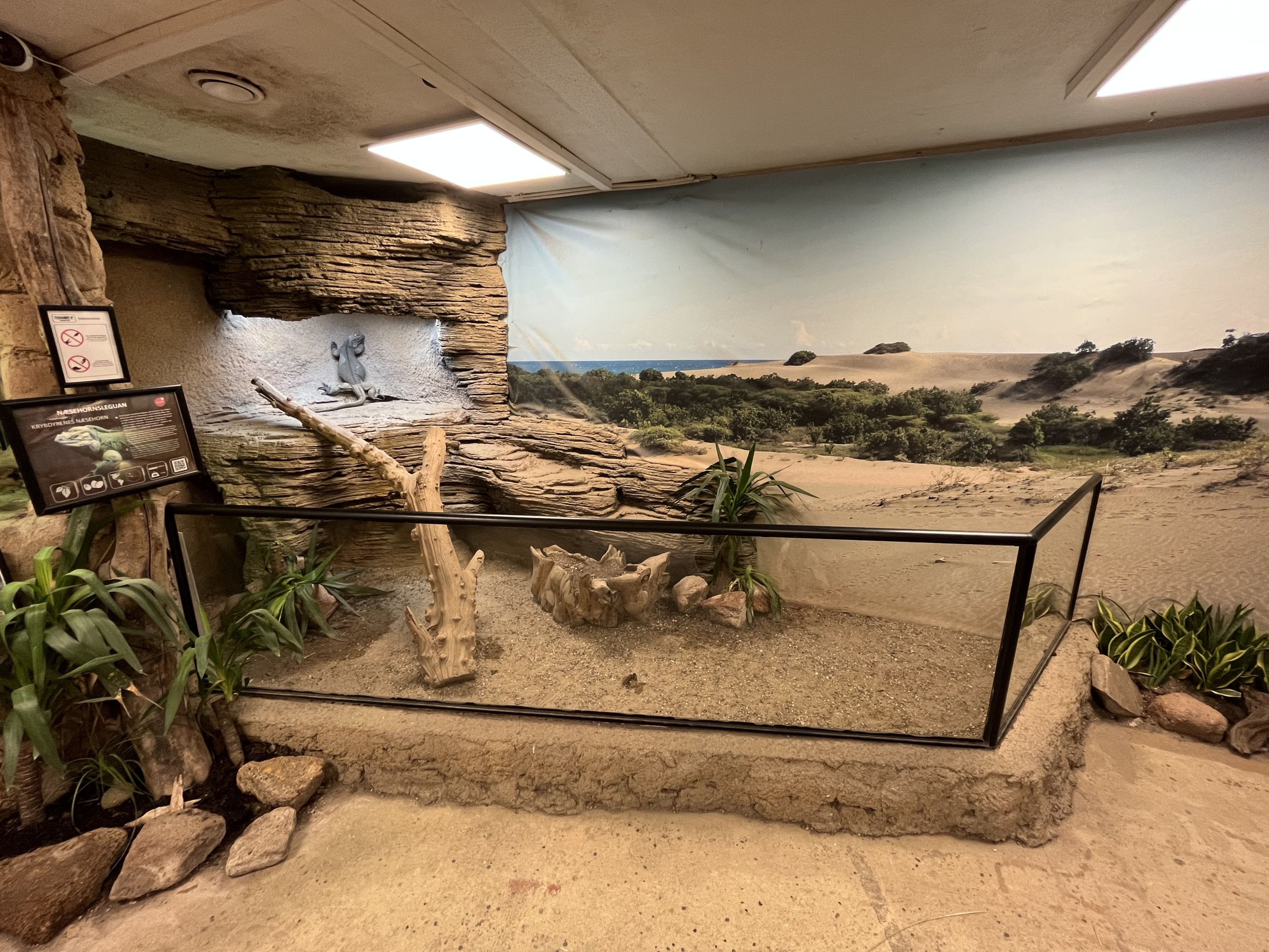 Rhinoceros Iguana Exhibit