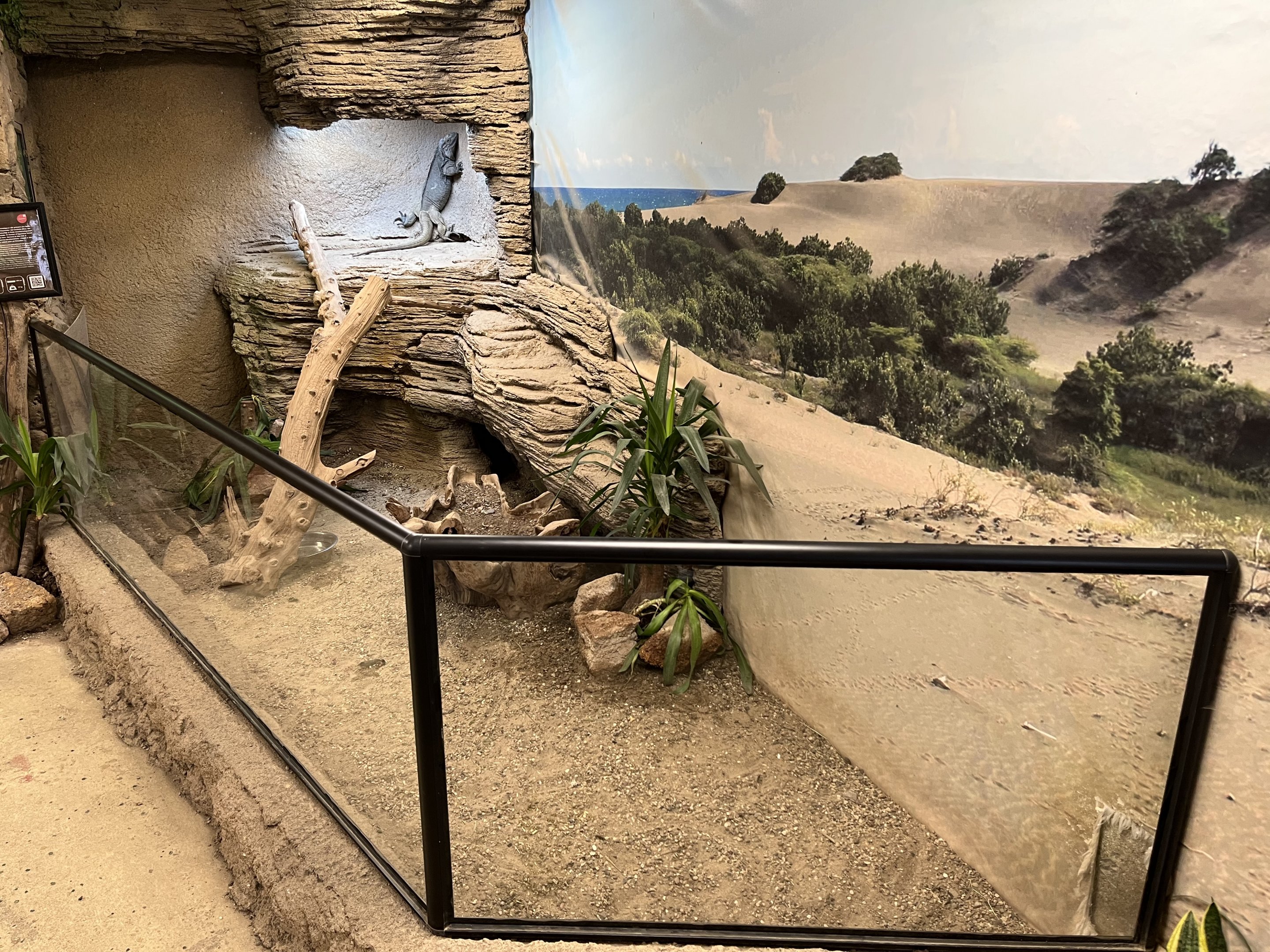 Rhinoceros Iguana Exhibit