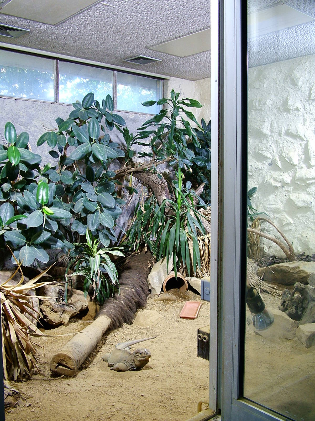 Rhinoceros Iguana Exhibit