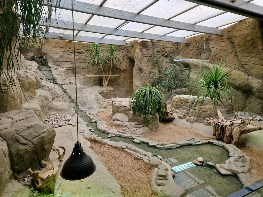 Rhinoceros Iguana exhibit