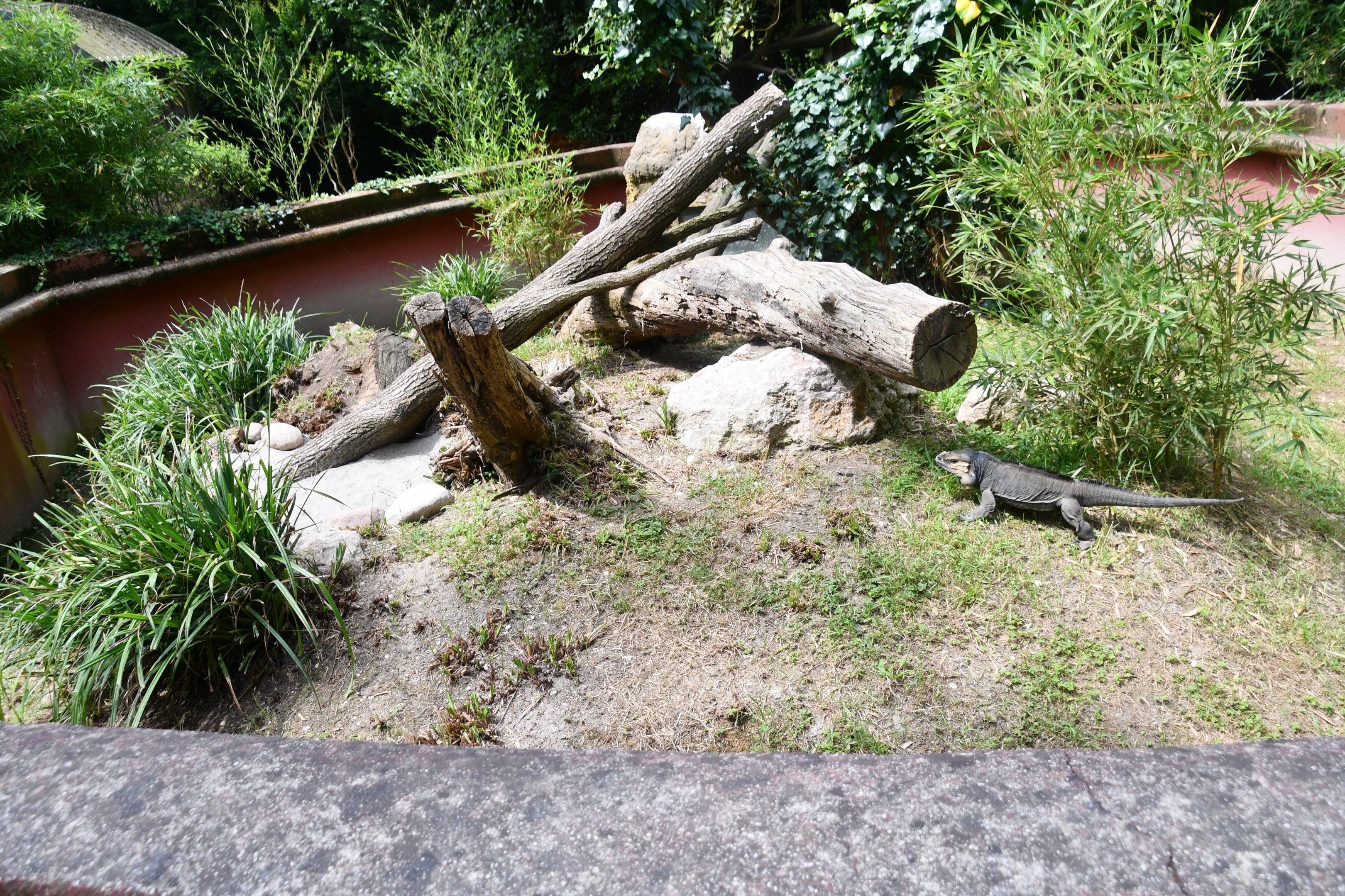 Rhinoceros Iguana exhibit