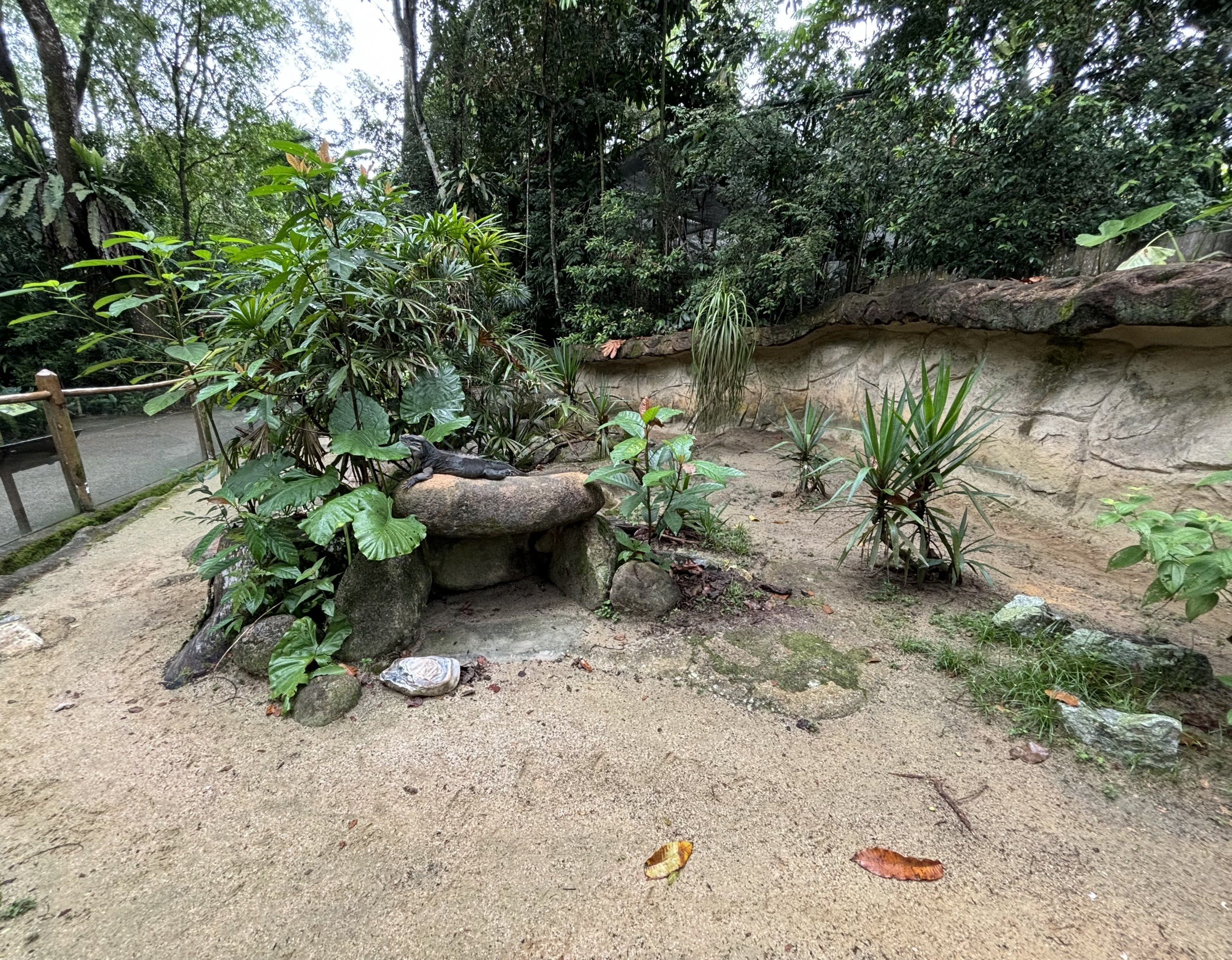 Rhinoceros Iguana Exhibit