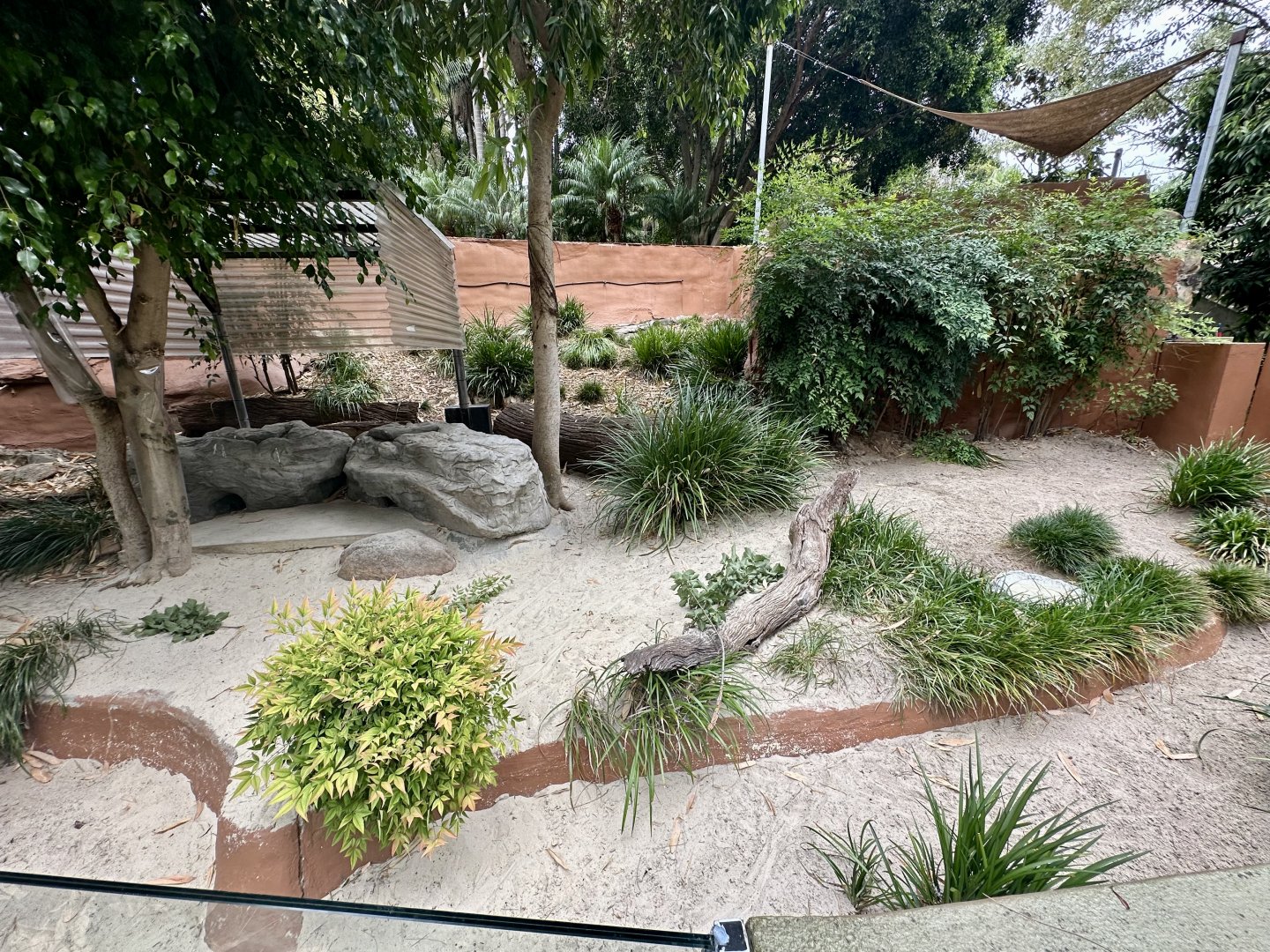 Rhinoceros Iguana Exhibit