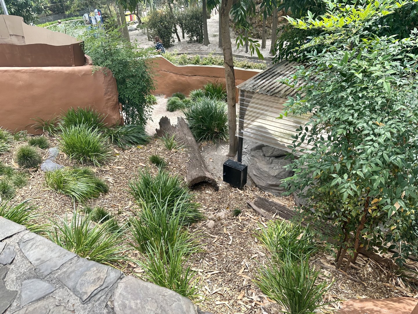 Rhinoceros Iguana Exhibit