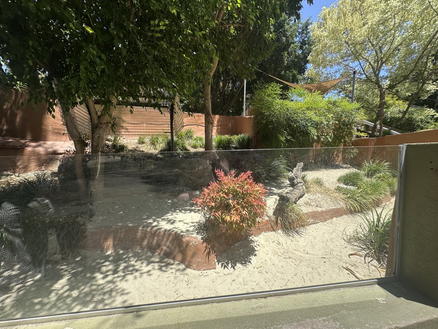 Rhinoceros iguana exhibit