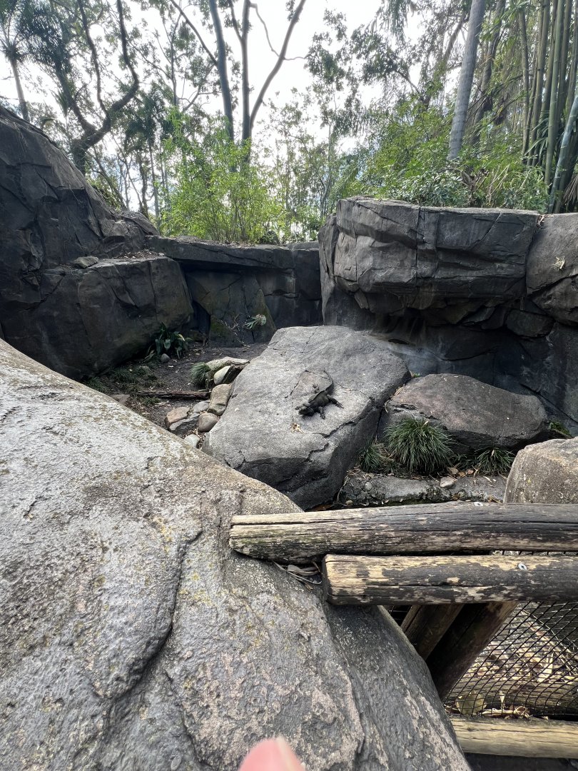 Rhinoceros Iguana Exhibit