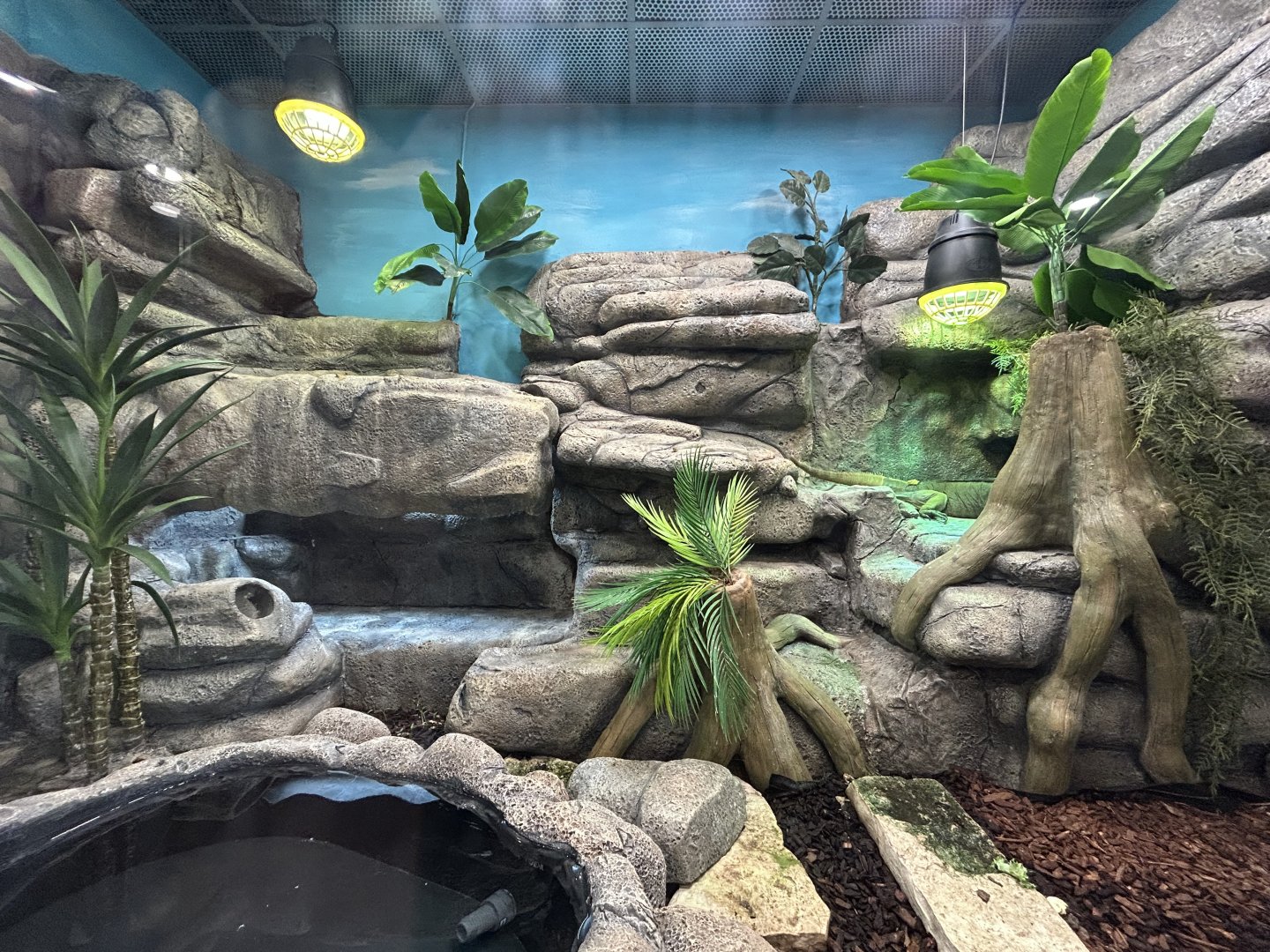 Rhinoceros Iguana Exhibit