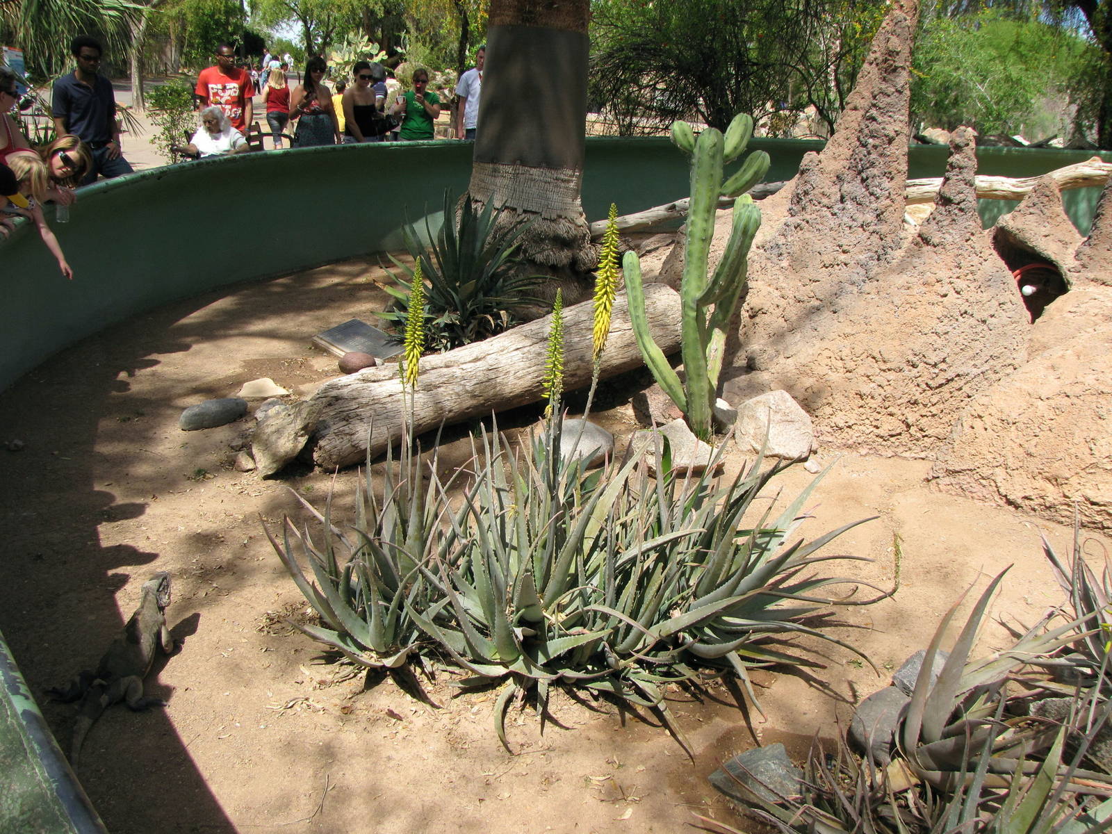 Rhinoceros Iguana Exhibit
