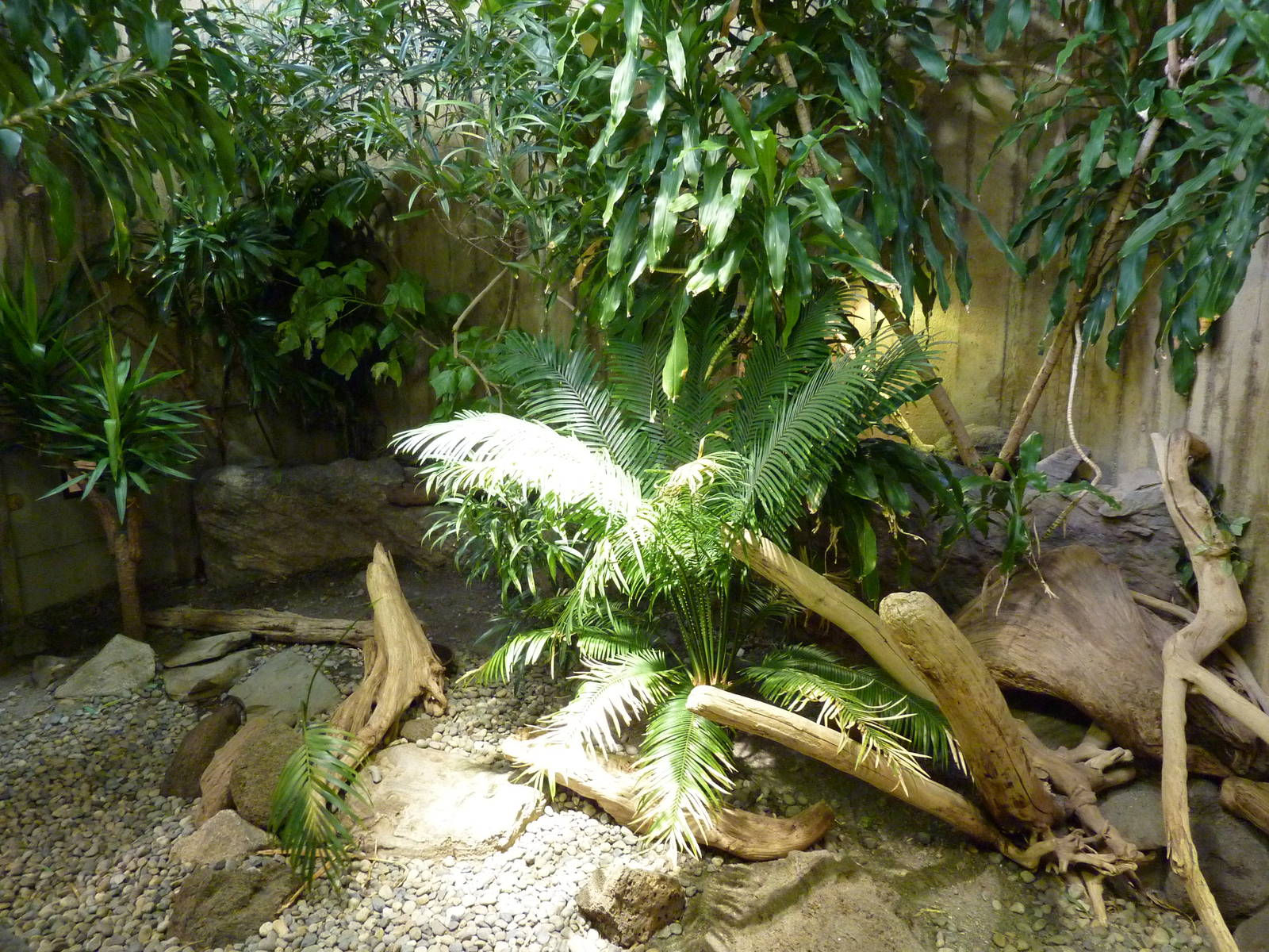 Rhinoceros Iguana Exhibit
