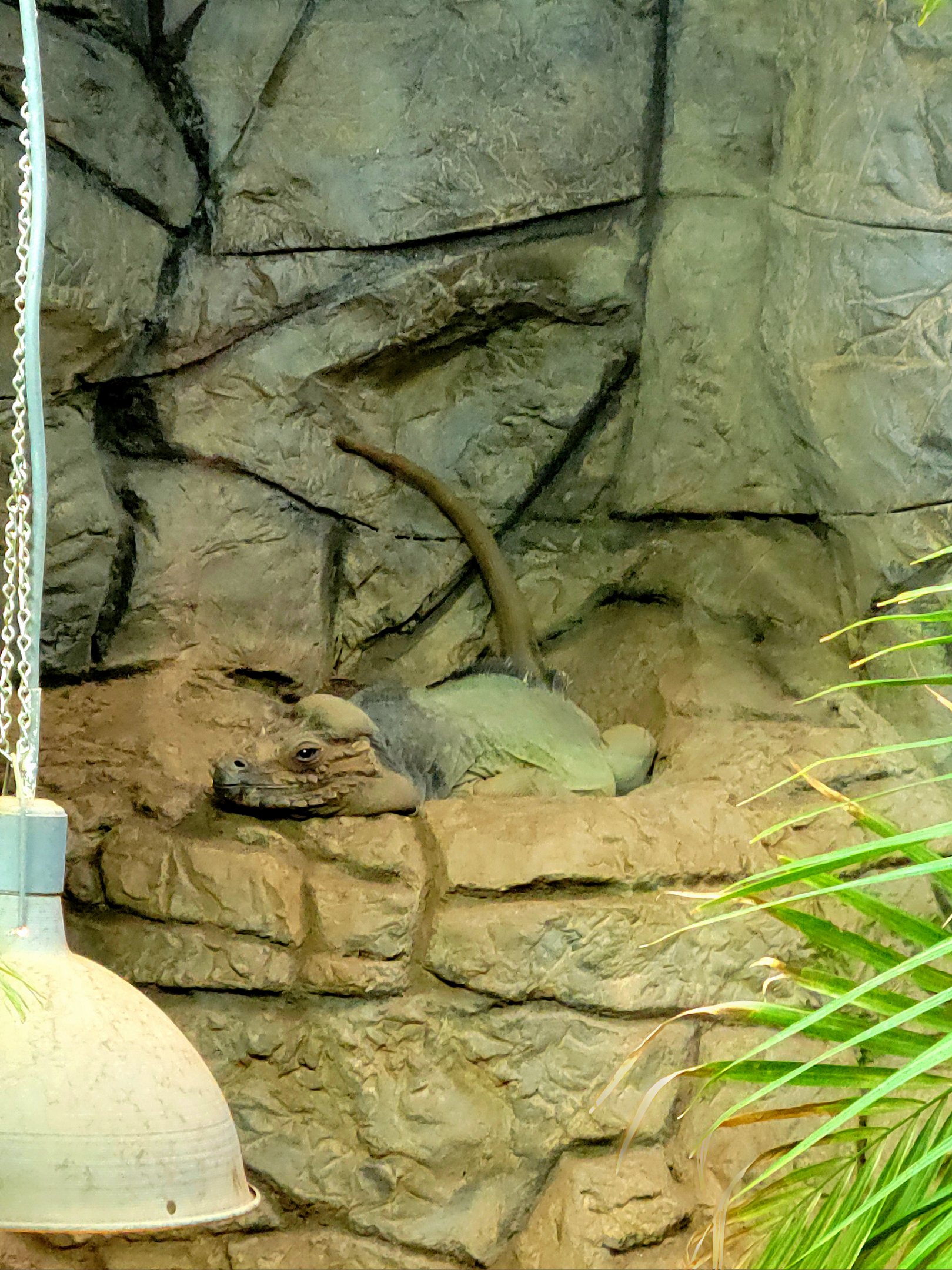 Rhinoceros Iguana-Greenville Zoo-April 2025
