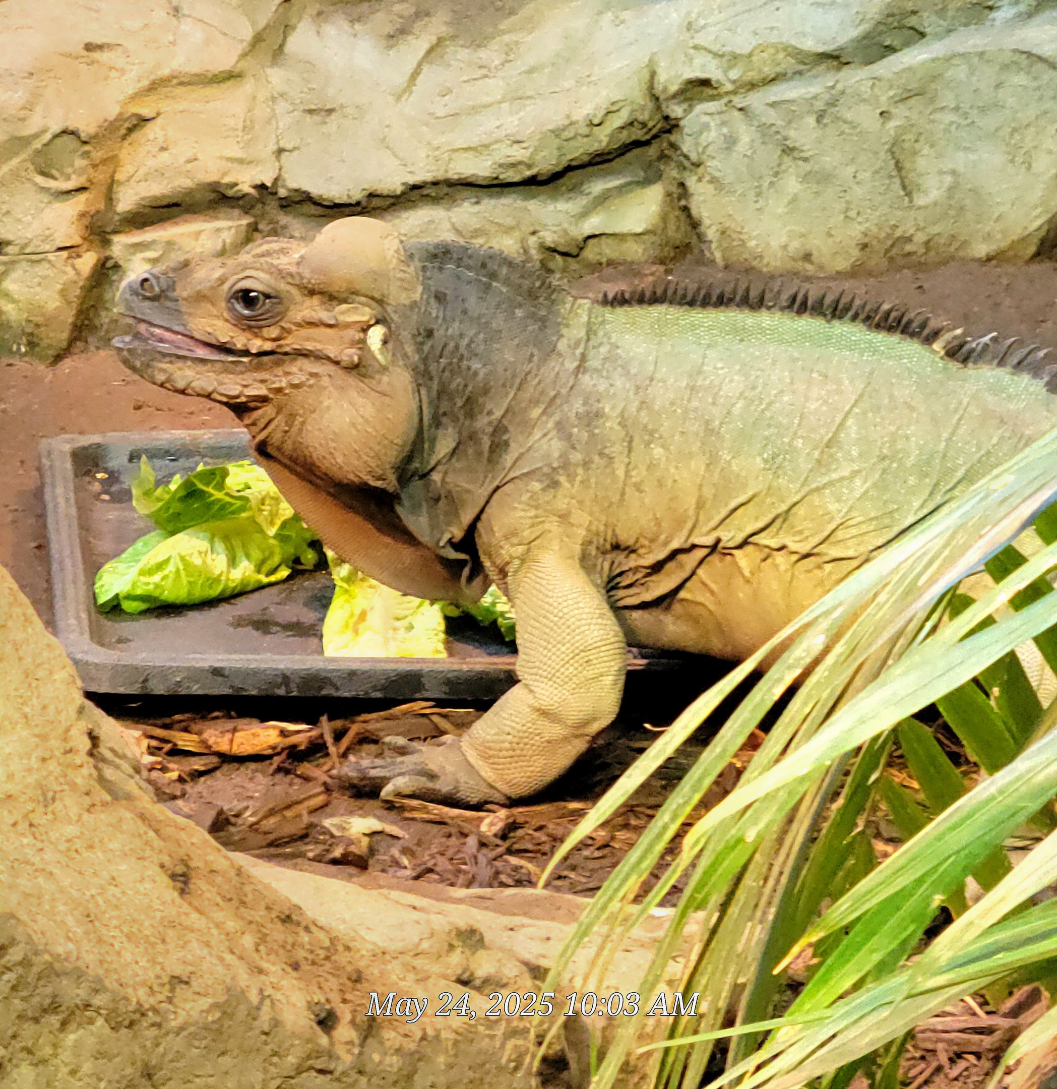 Rhinoceros Iguana-Greenville Zoo