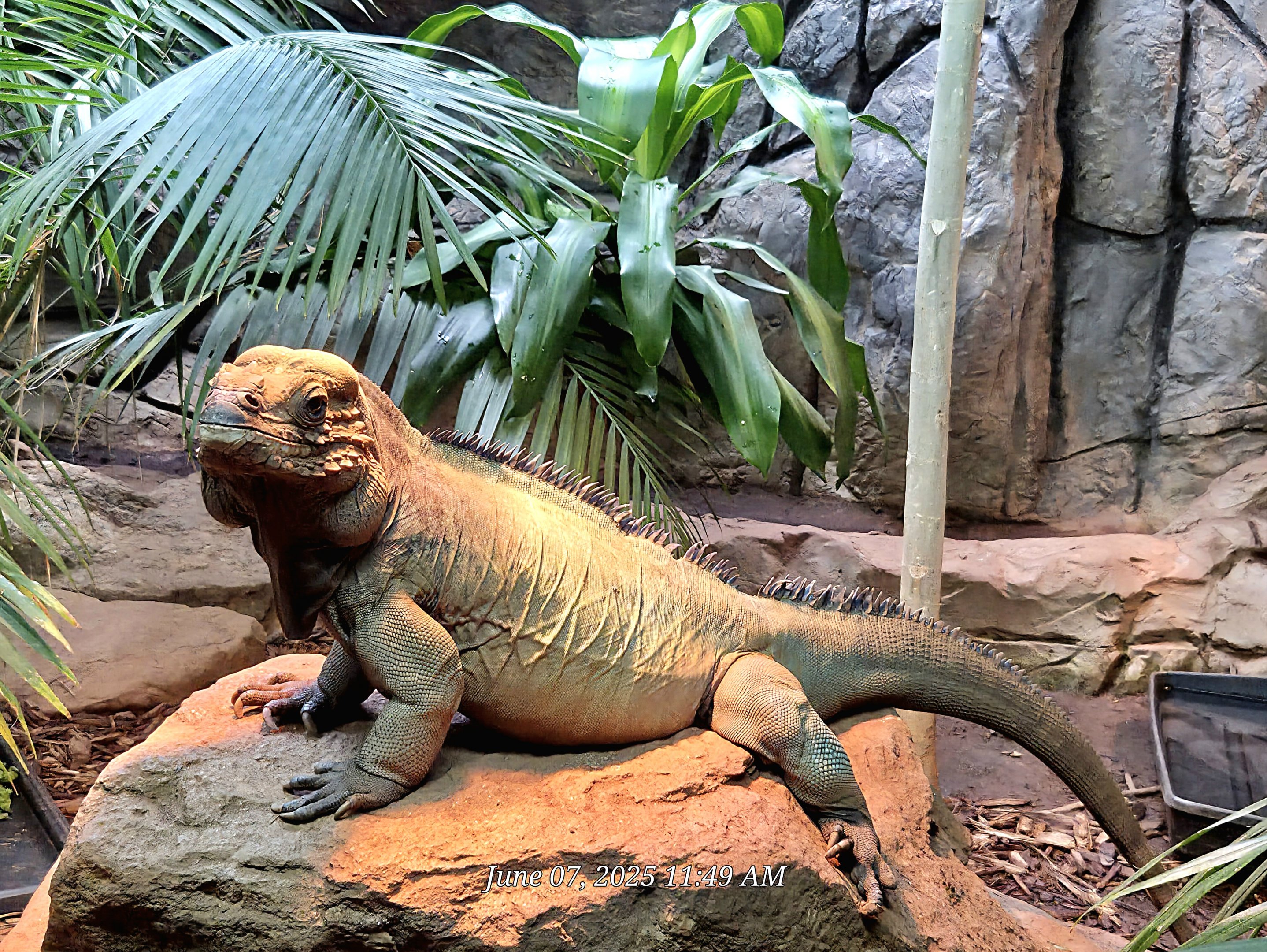 Rhinoceros Iguana  - Greenville Zoo