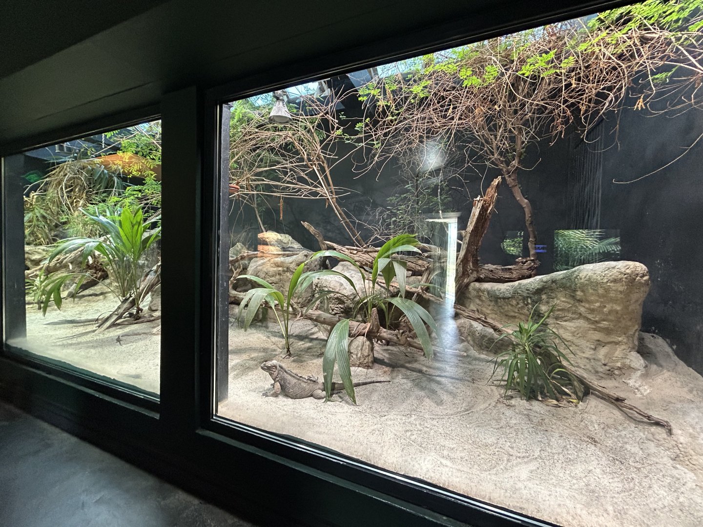 Rhinoceros Iguana, Haitian Amevia & Cuban Grassquit Exhibit - Aquarium-Terrarium